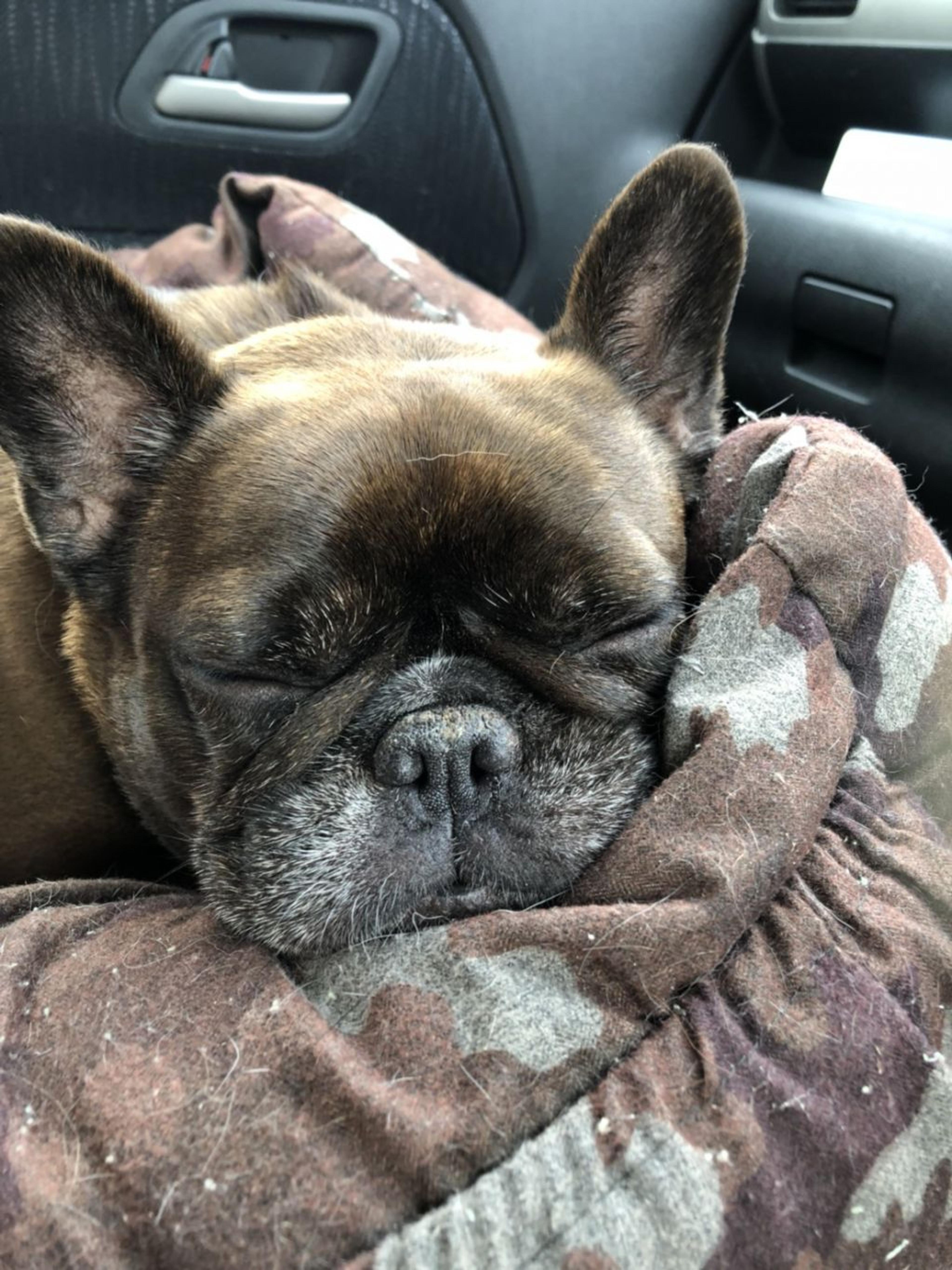 pet-image-4