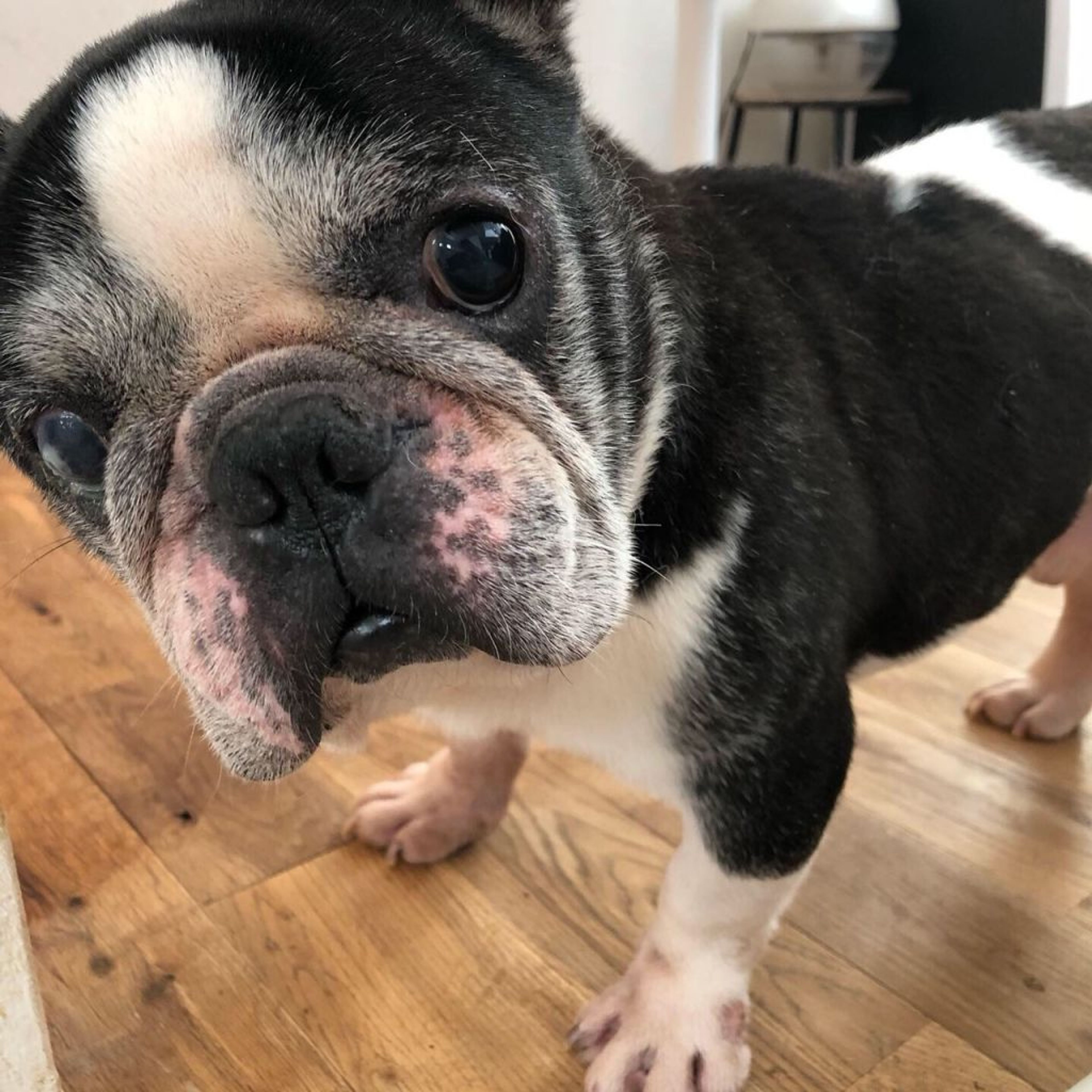 フレンチ・ブルドッグ・オスの里親募集の写真