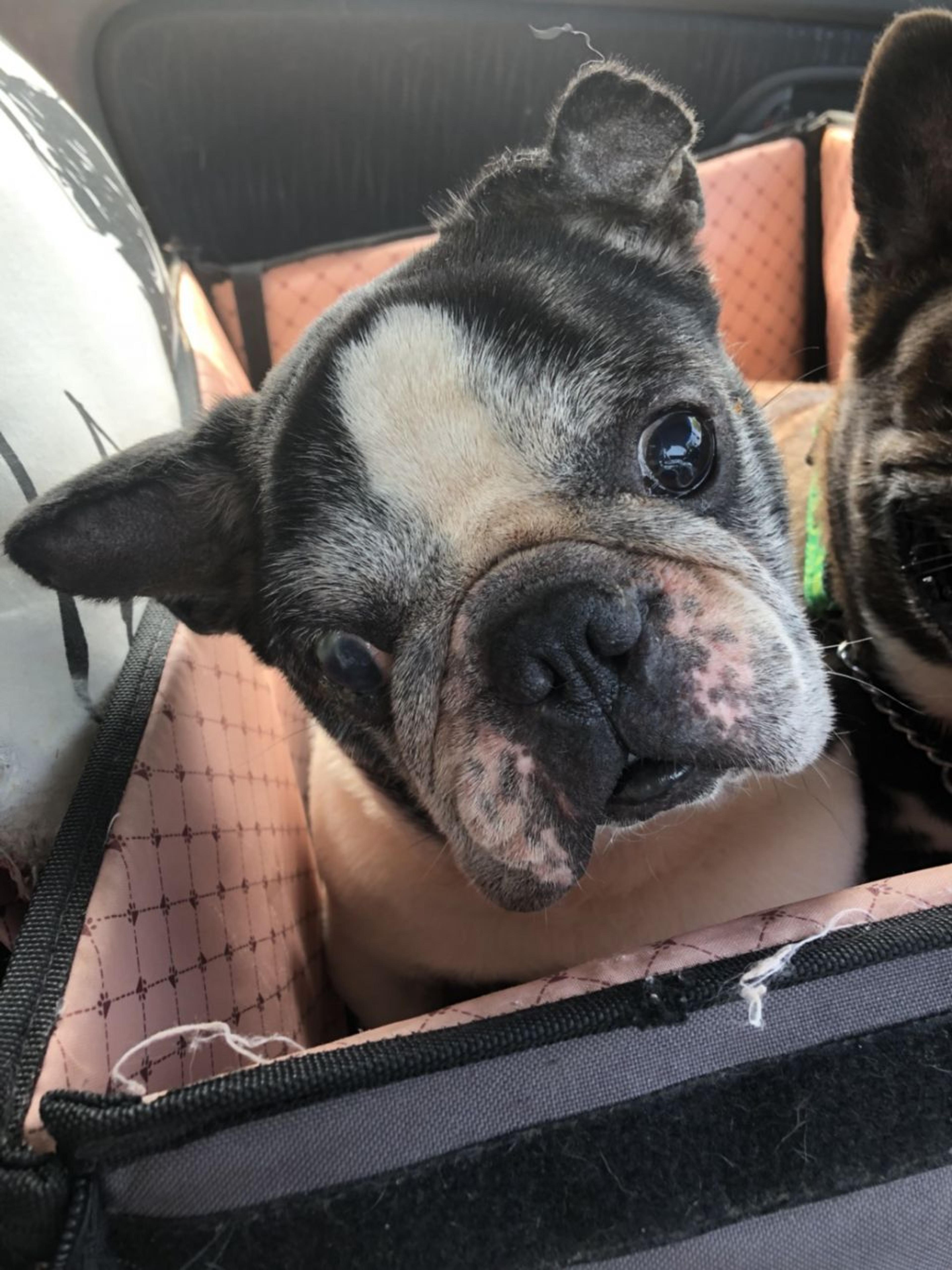 pet-image-2