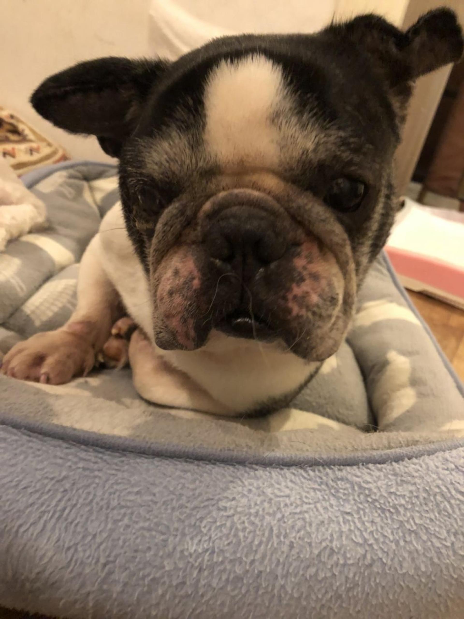 pet-image-3