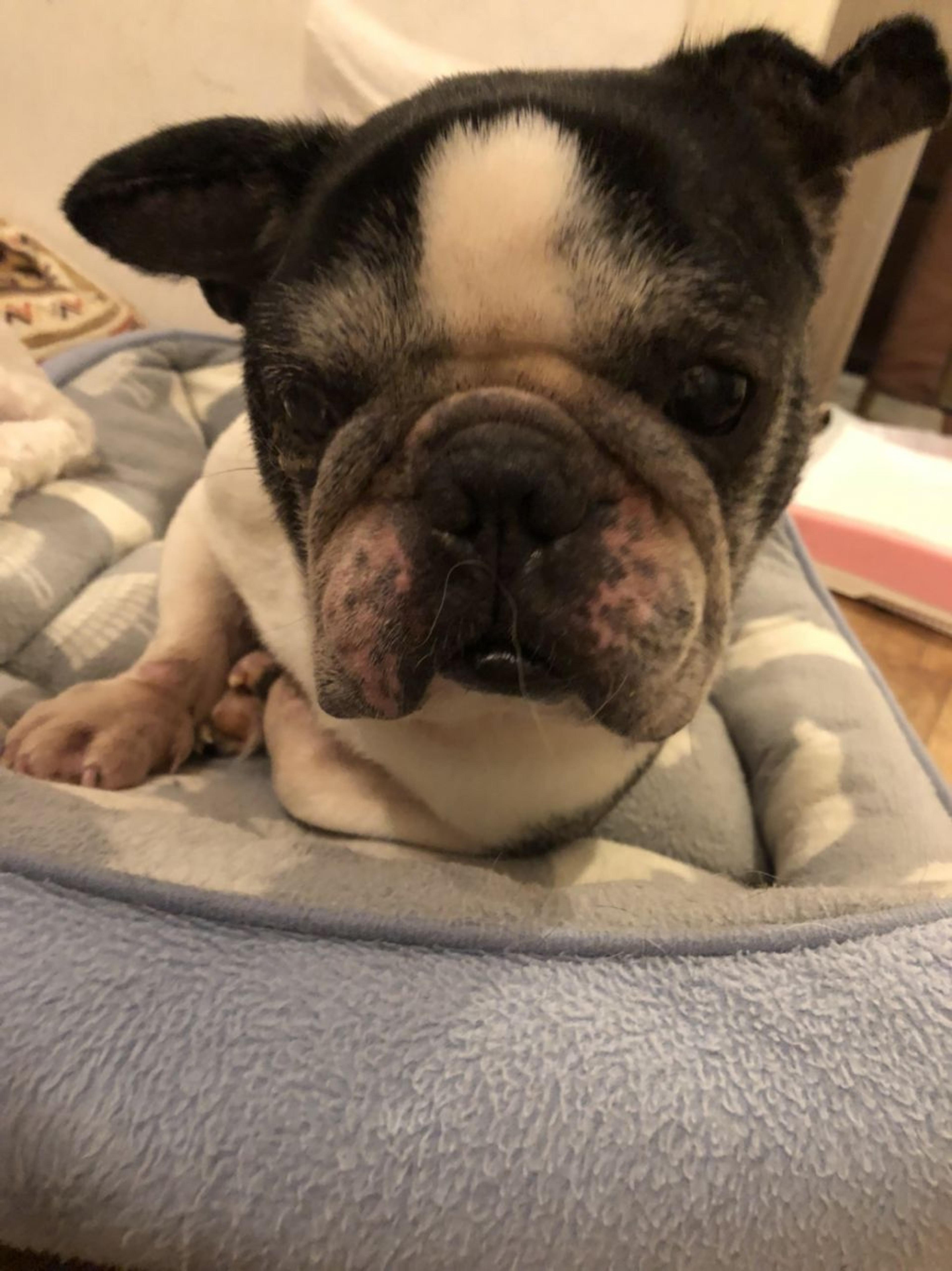 pet-image-3
