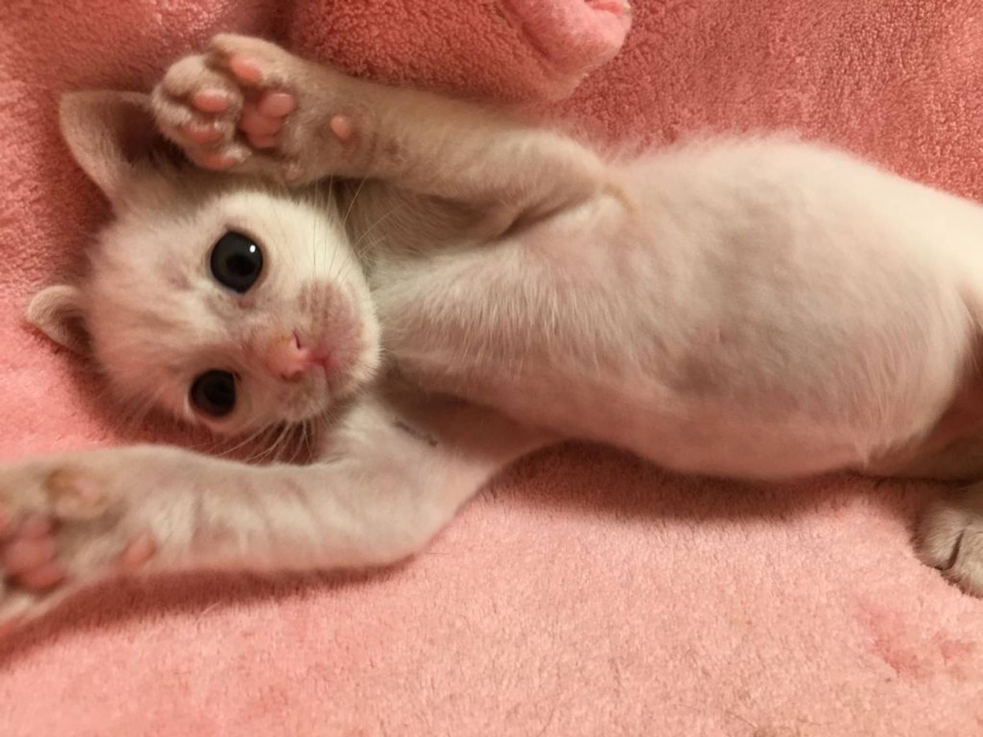 雑種（ミックス猫）・オスの里親募集の写真