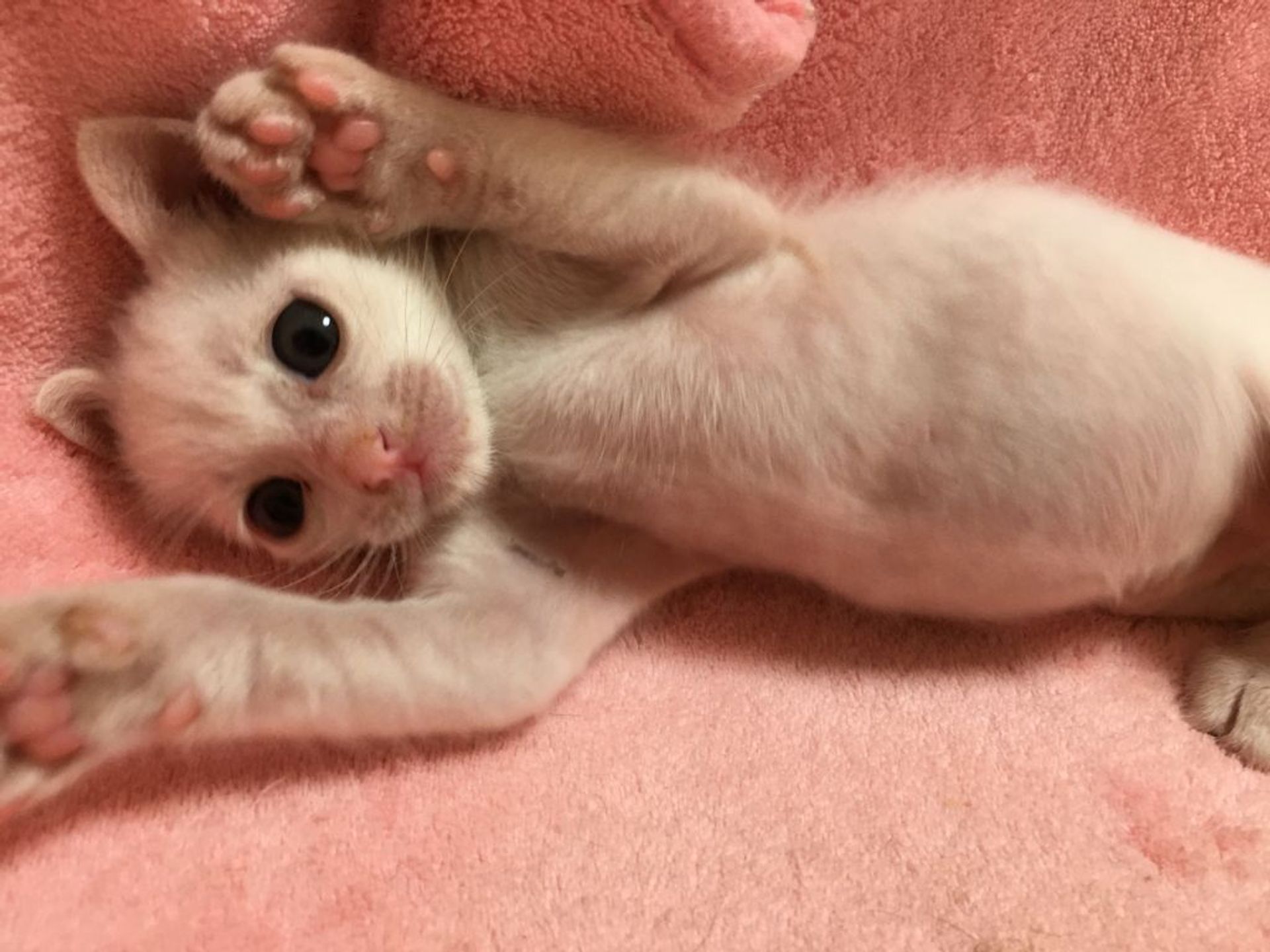 雑種（ミックス猫）・オスの里親募集の写真