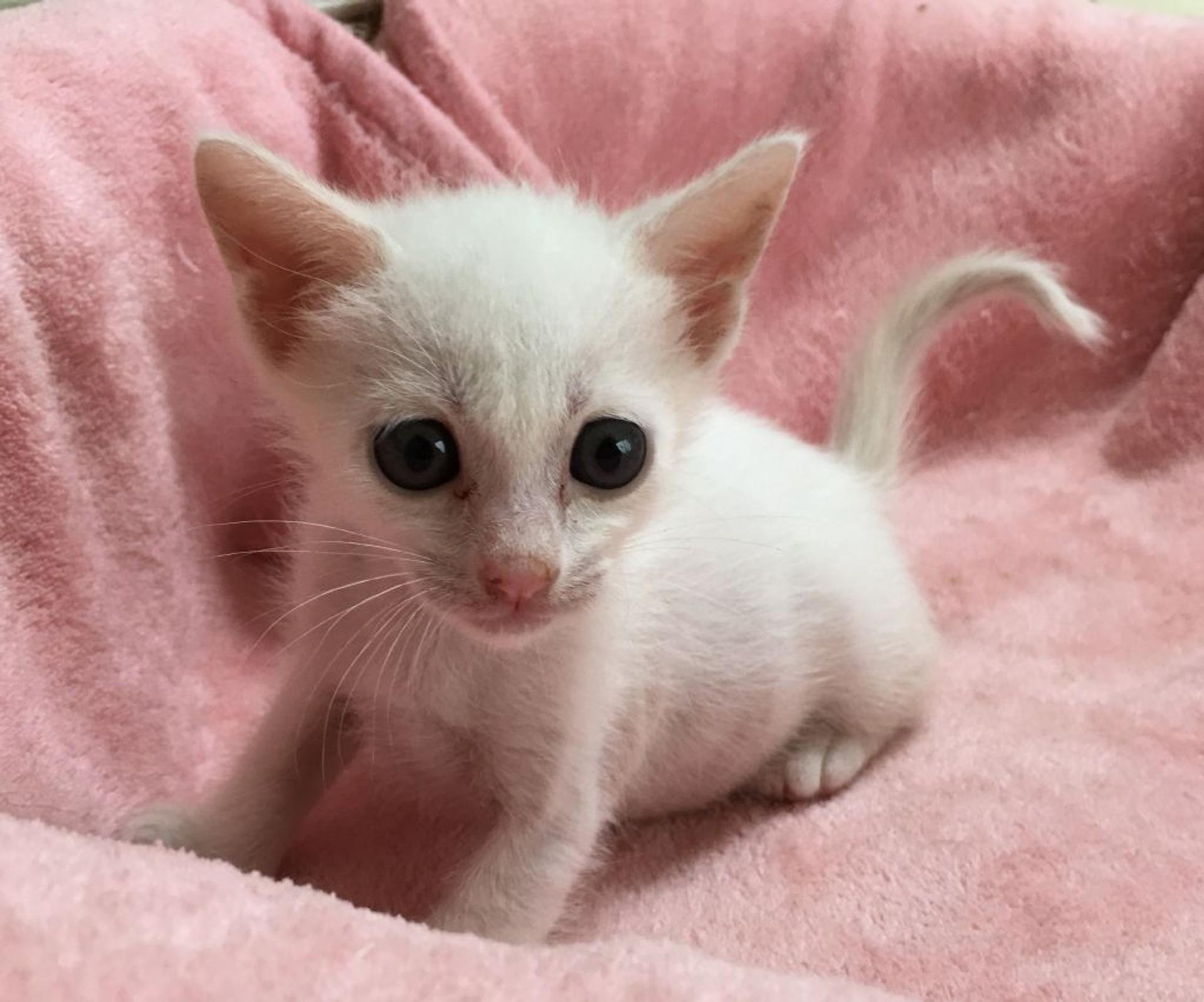 pet-image-2