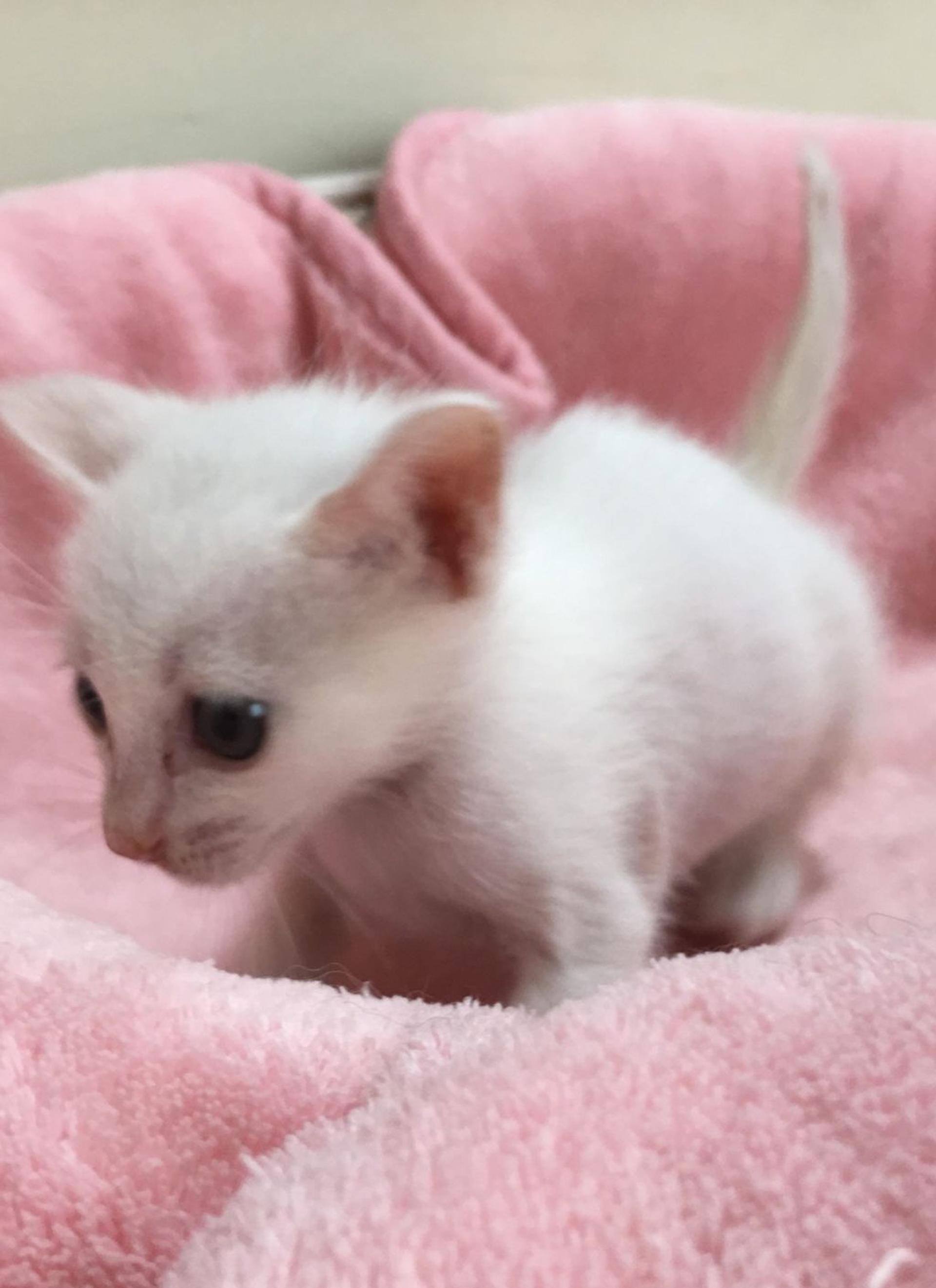 pet-image-3