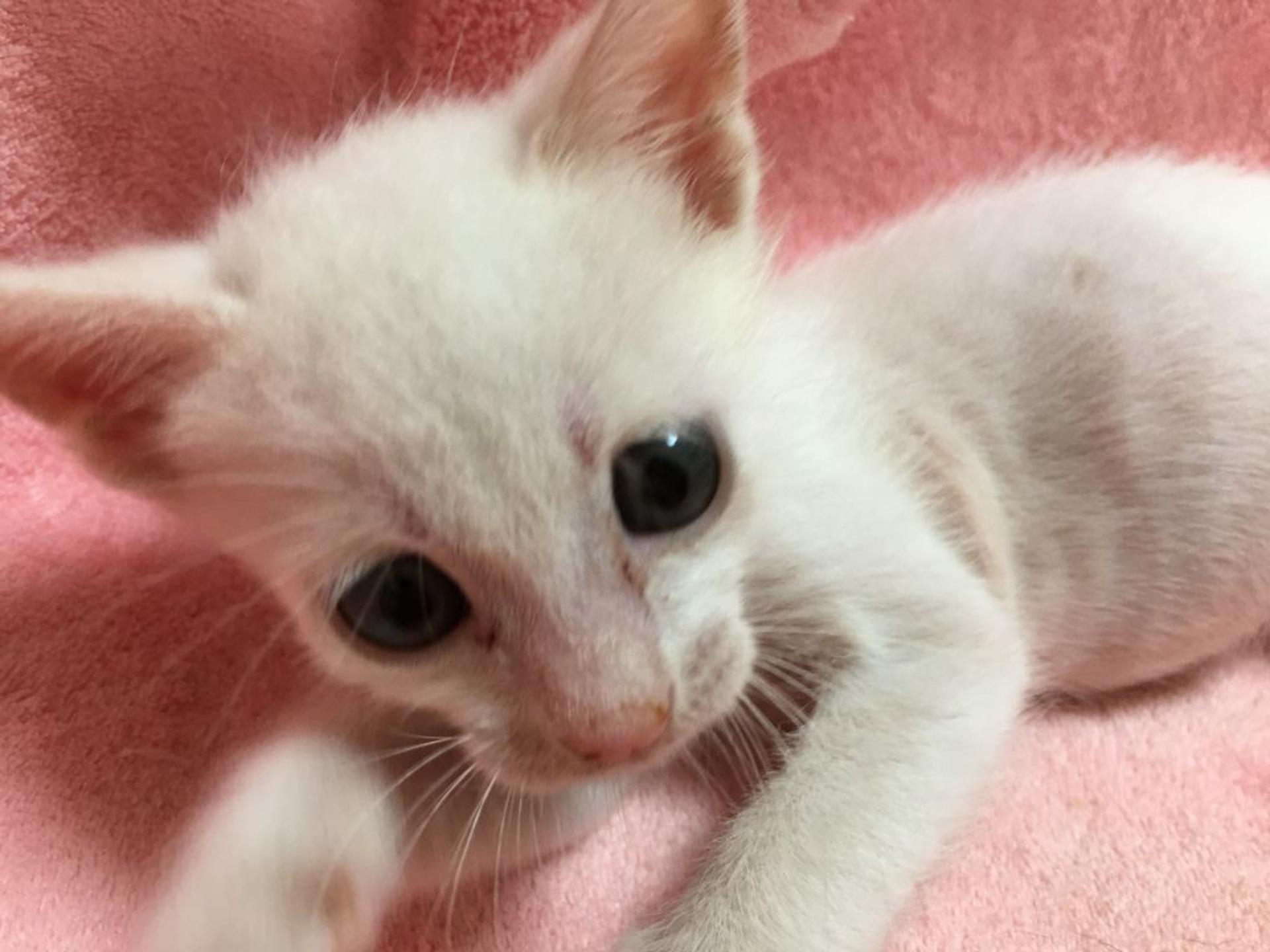pet-image-4