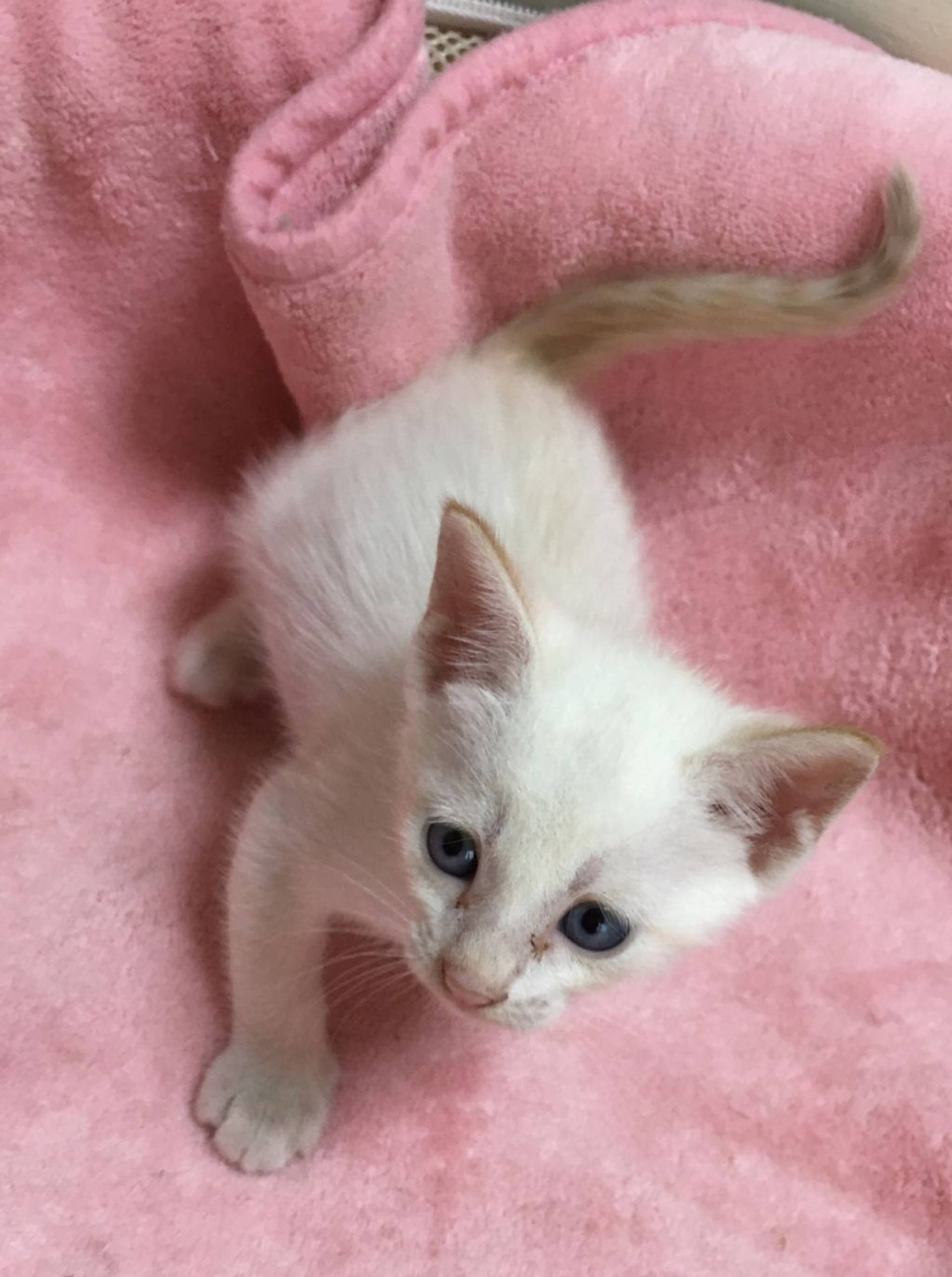 雑種（ミックス猫）・オスの里親募集の写真