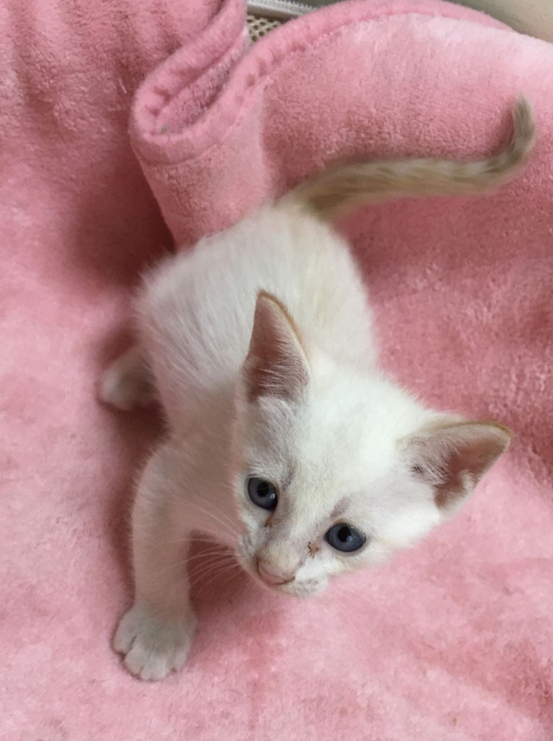 雑種（ミックス猫）・オスの里親募集の写真