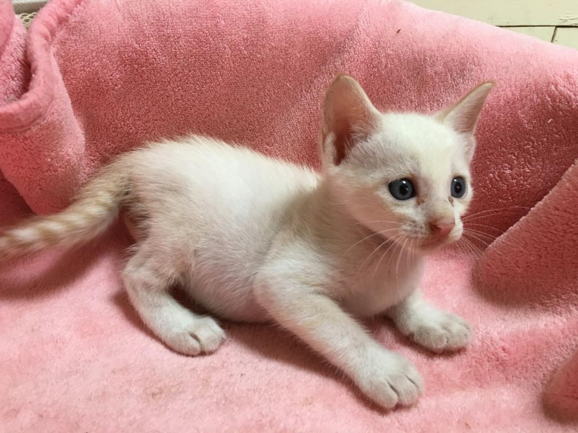 pet-image-2