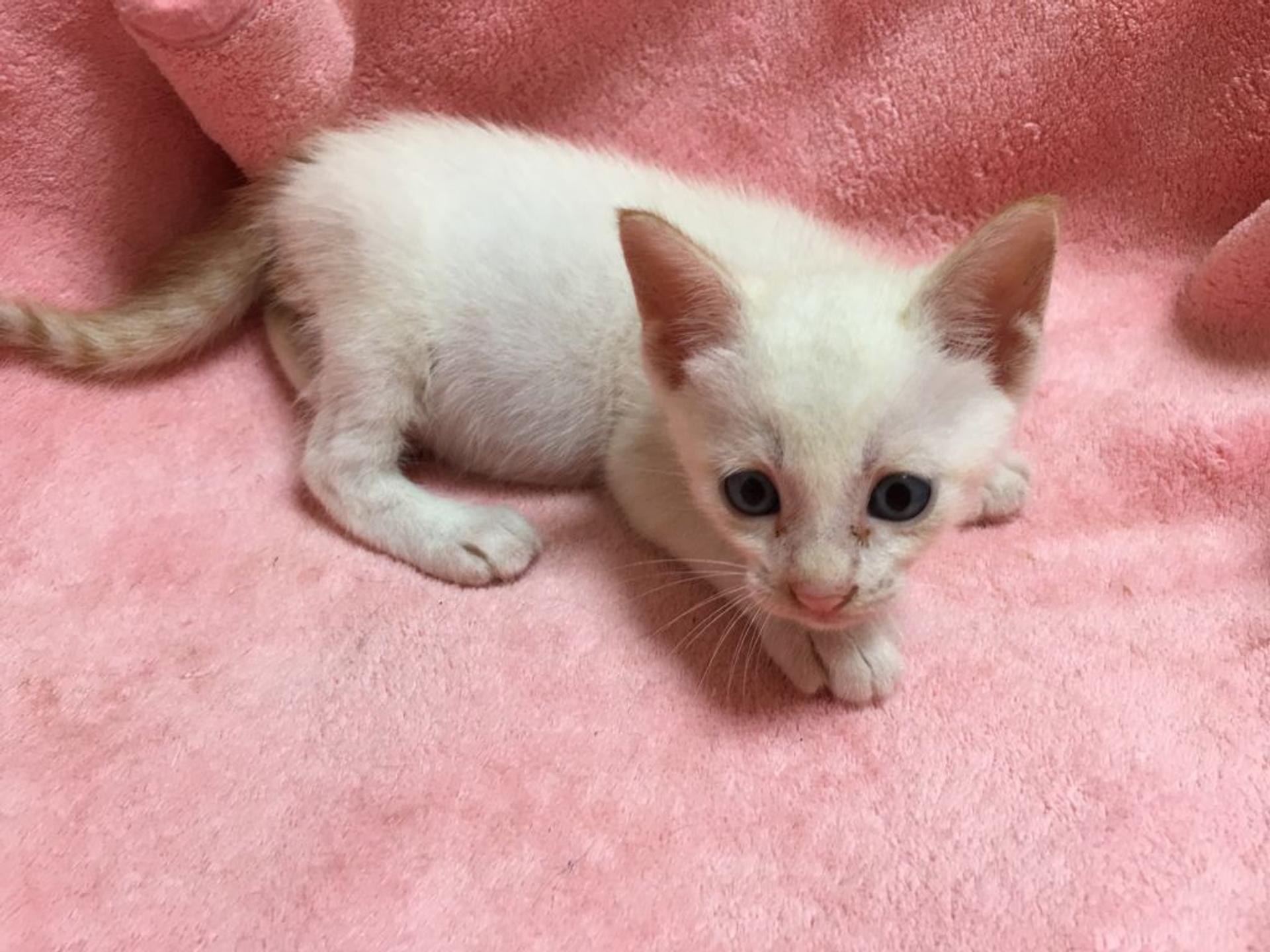 pet-image-3