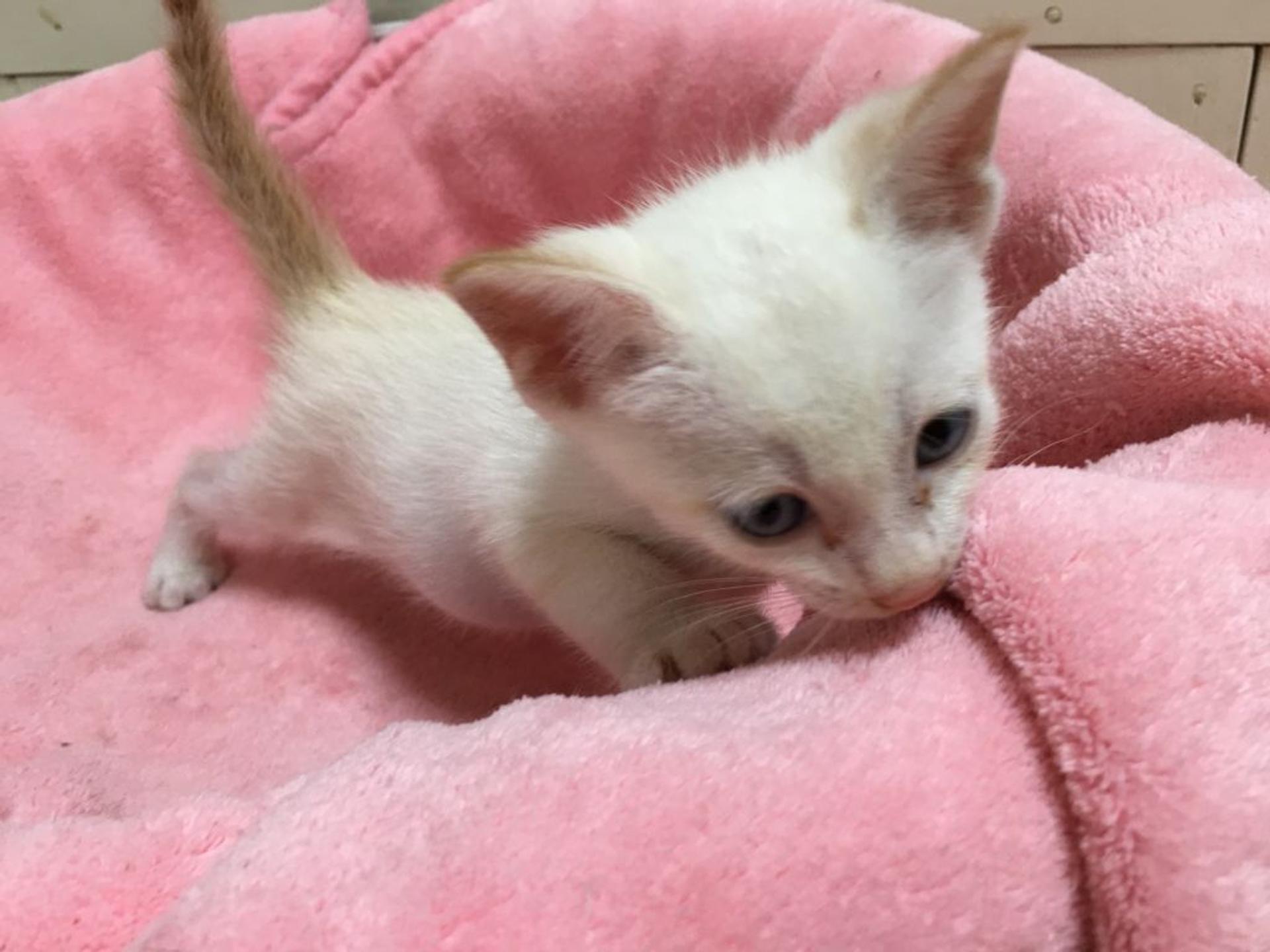 pet-image-4