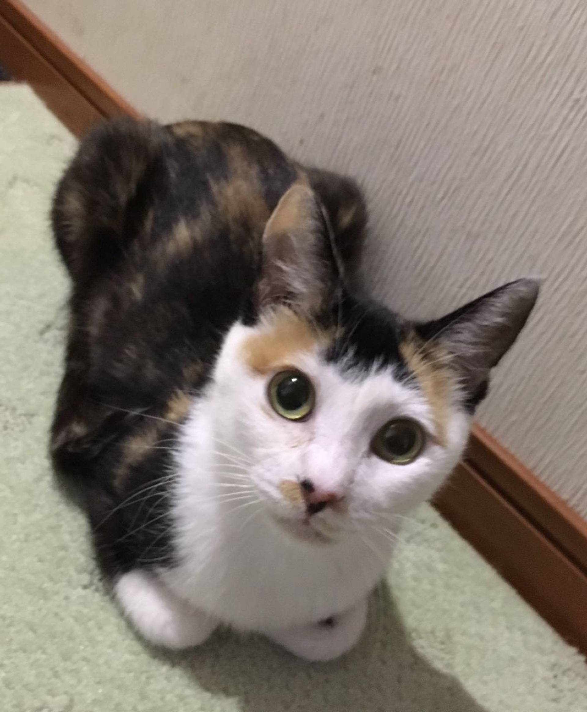 雑種（ミックス猫）・メスの里親募集の写真