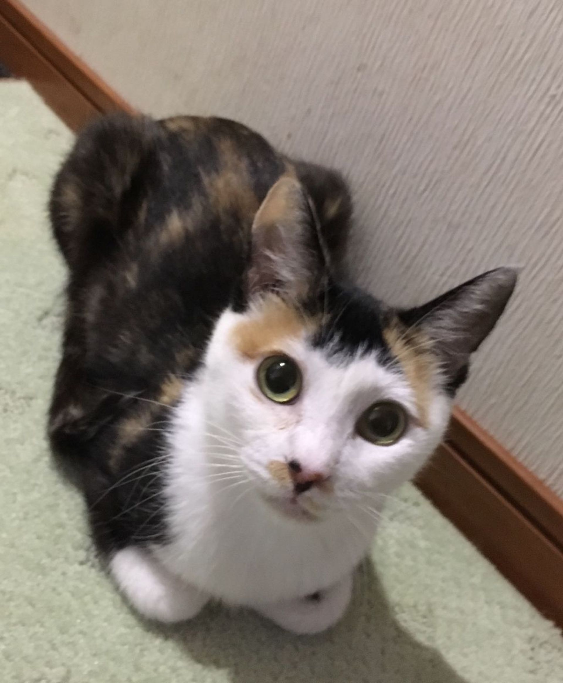 雑種（ミックス猫）・メスの里親募集の写真