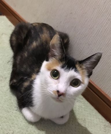 ニコ