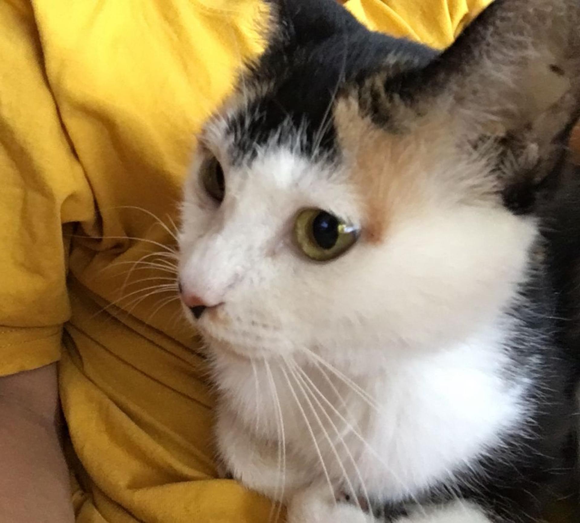 pet-image-3