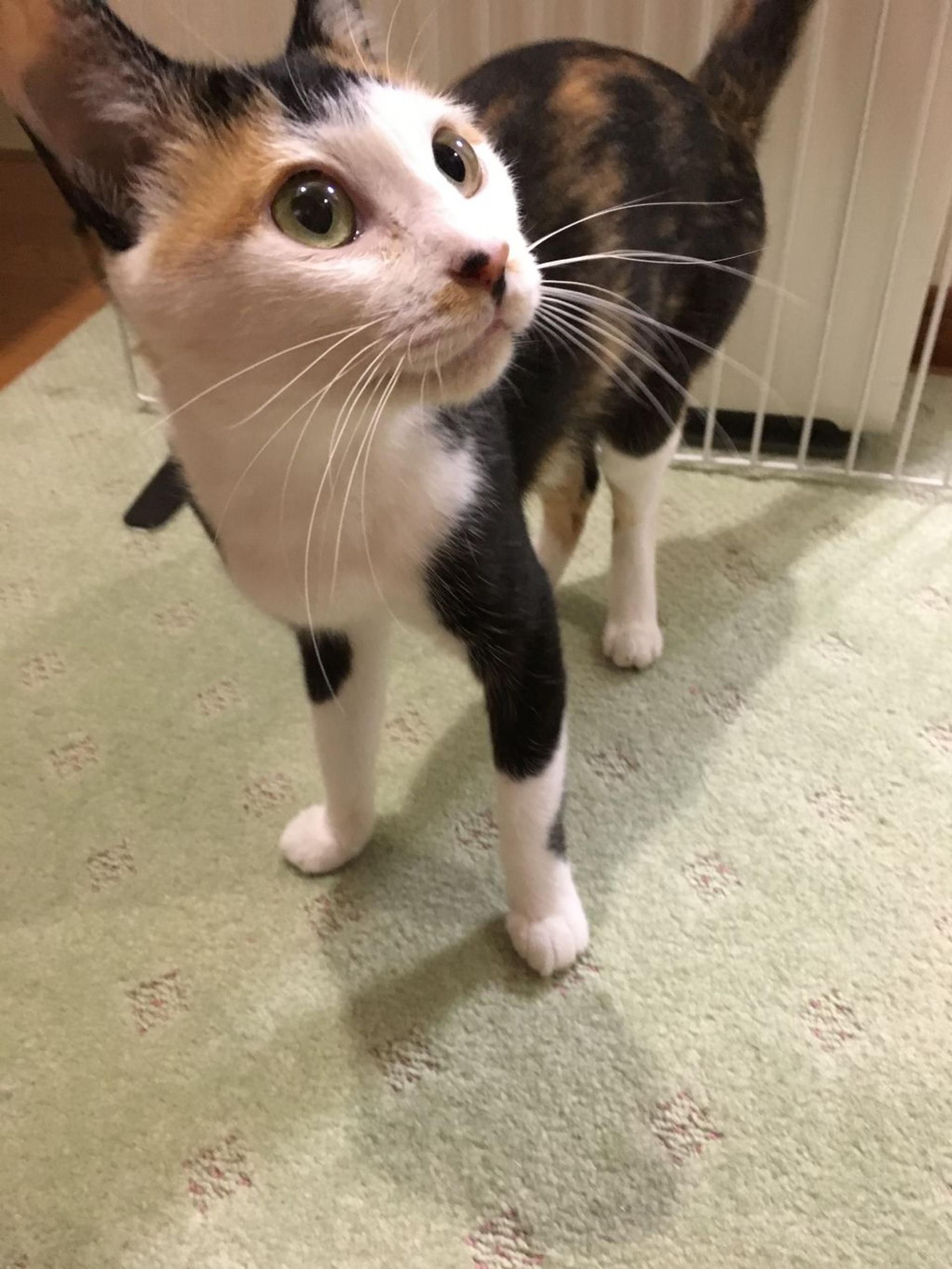 pet-image-5