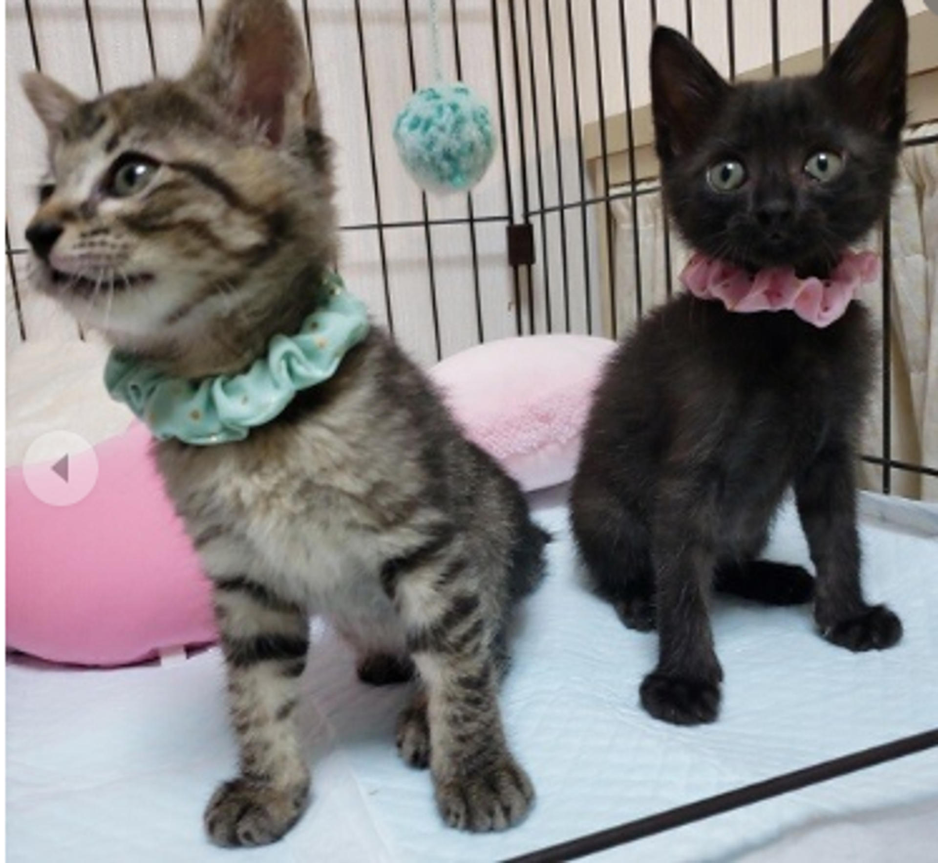 pet-image-3