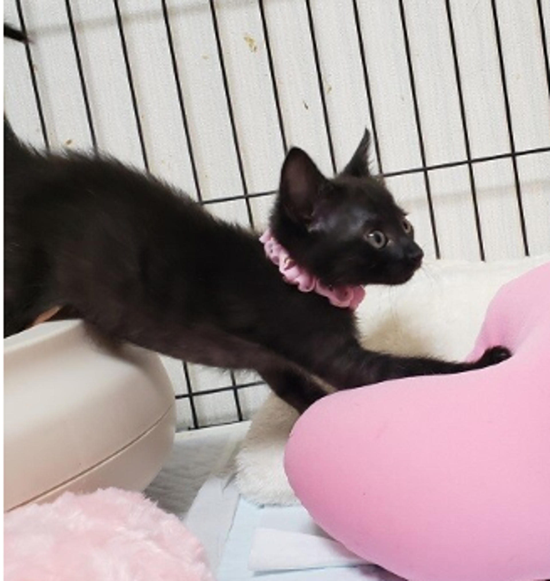 pet-image-5
