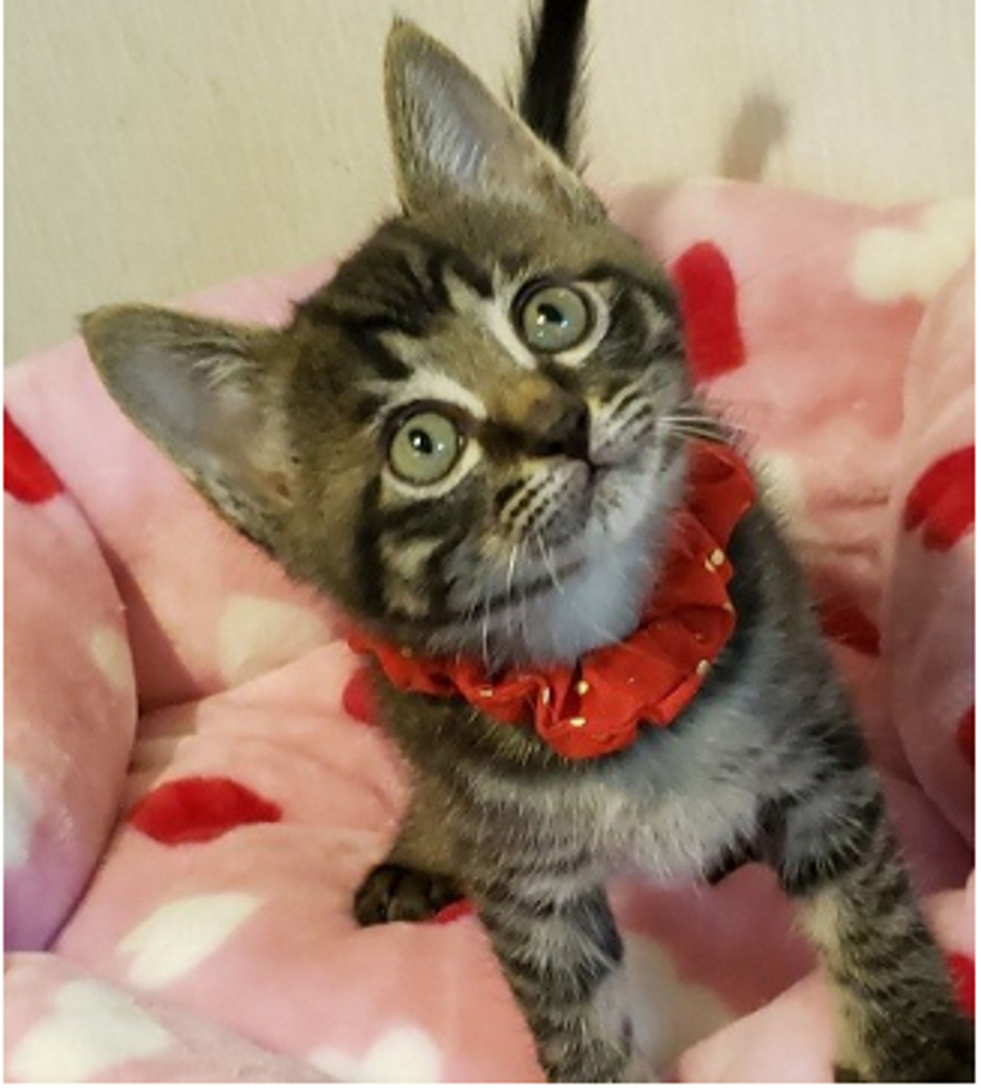 雑種（ミックス猫）・オスの里親募集の写真