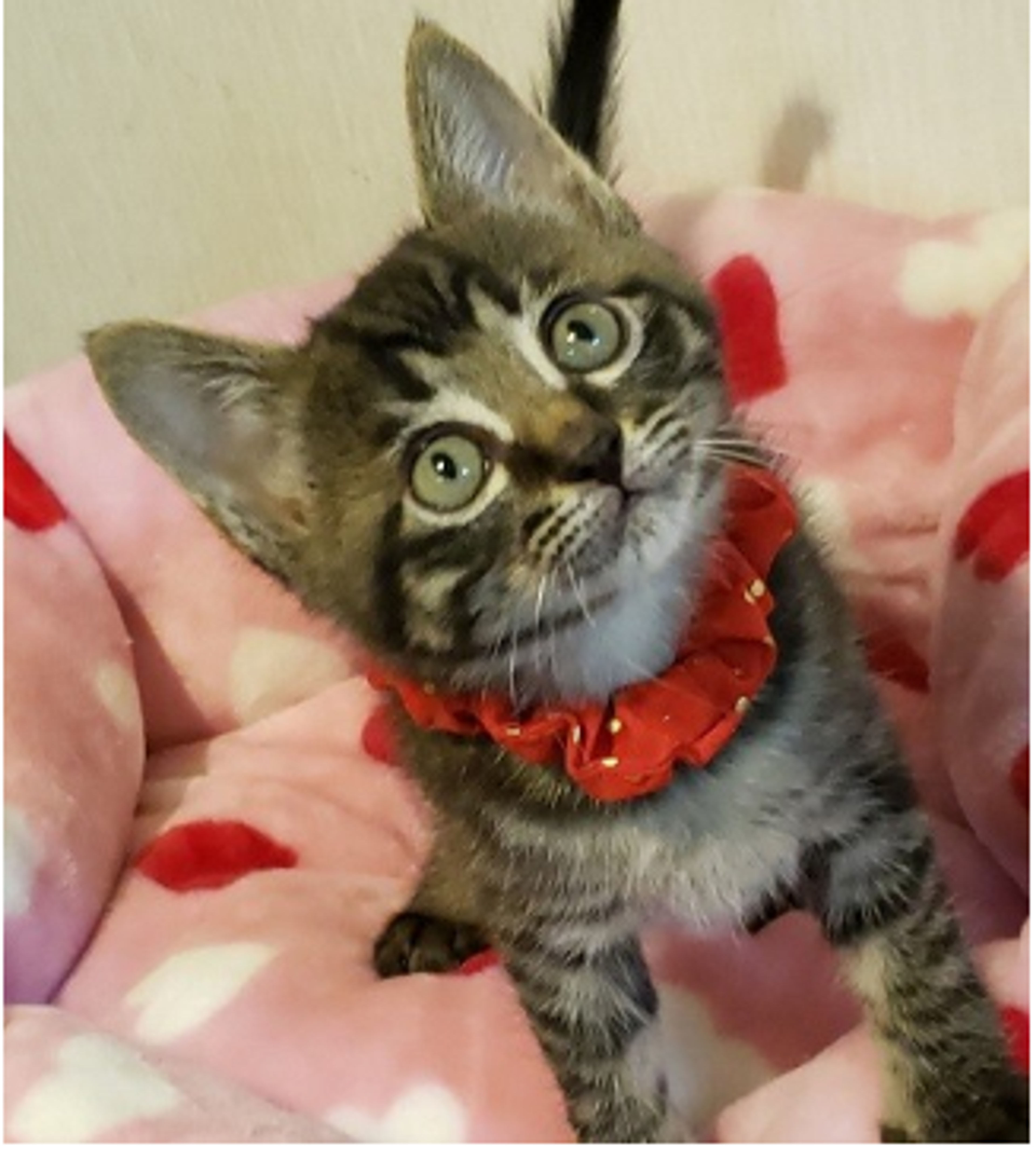 雑種（ミックス猫）・オスの里親募集の写真