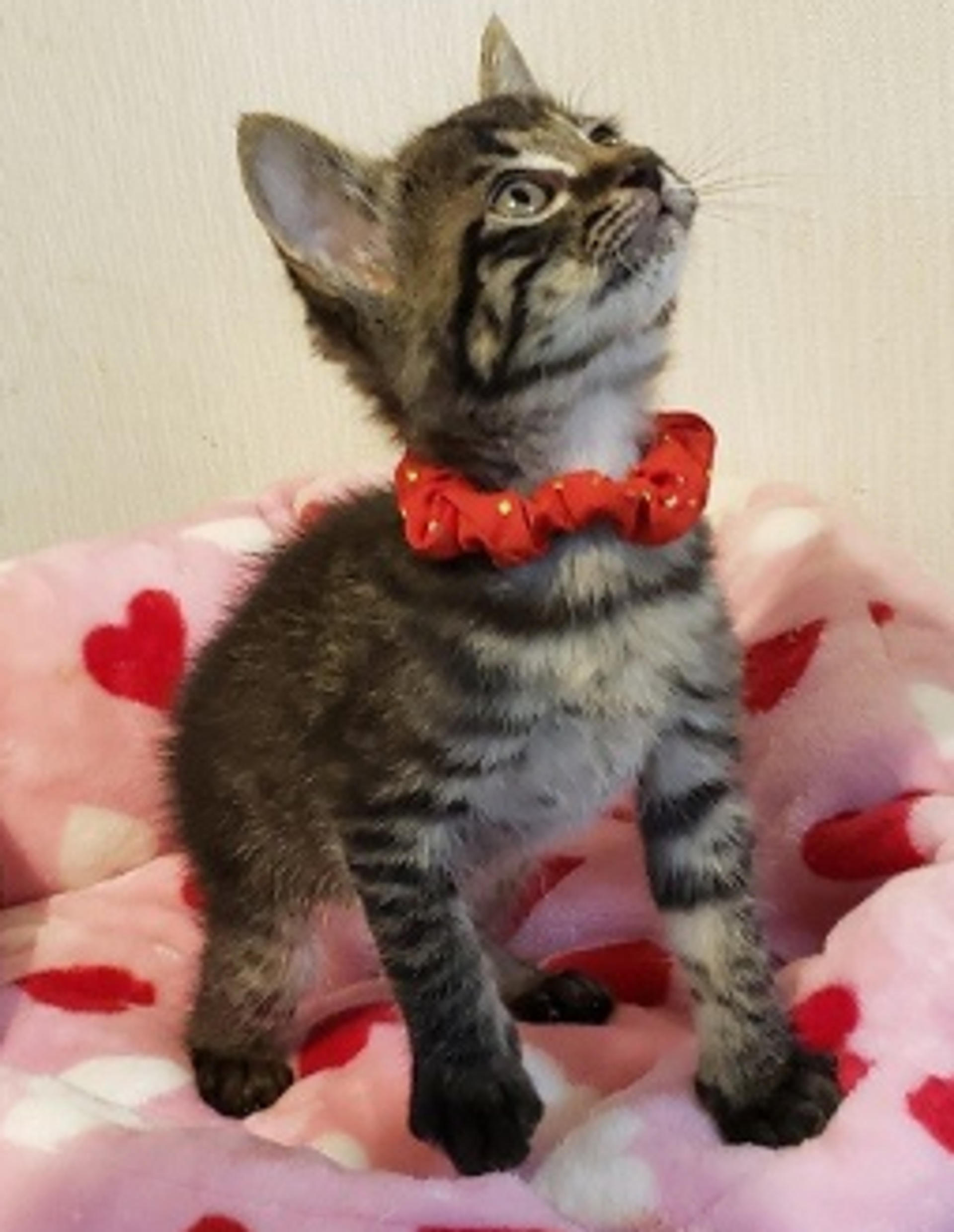 pet-image-3