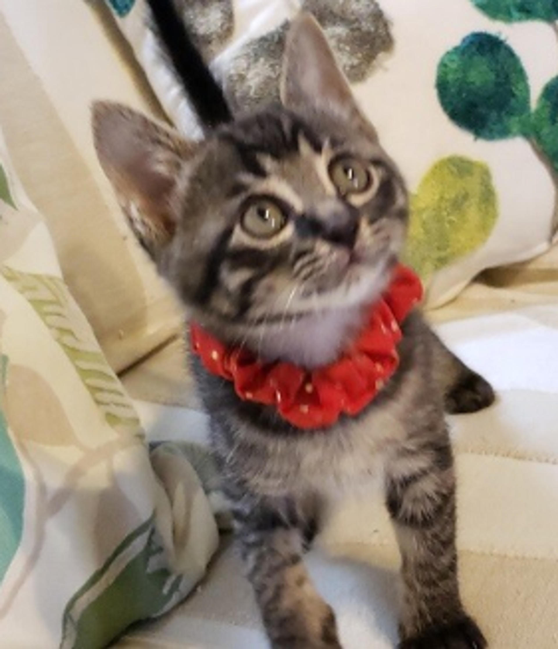 pet-image-4
