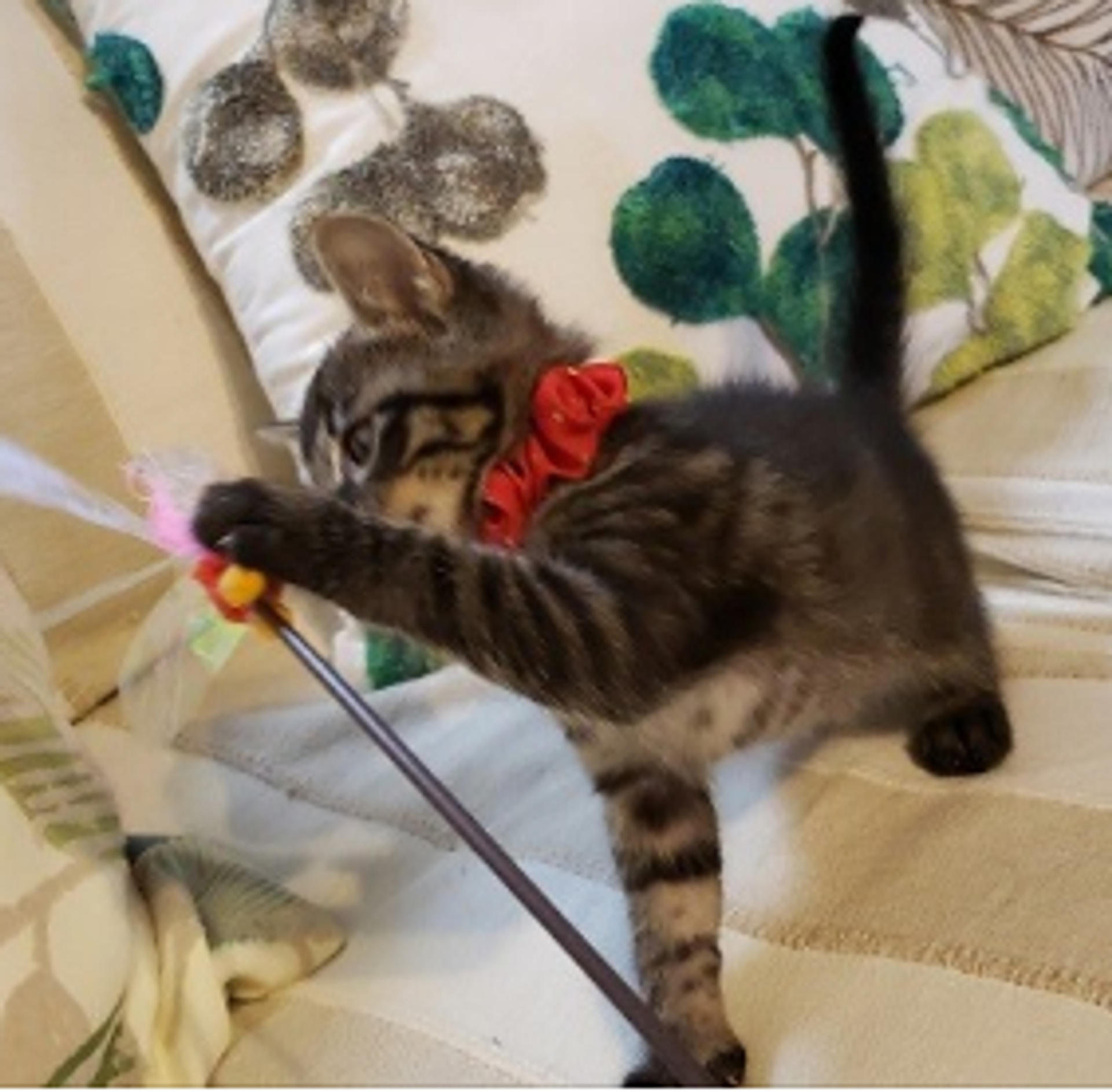 pet-image-5