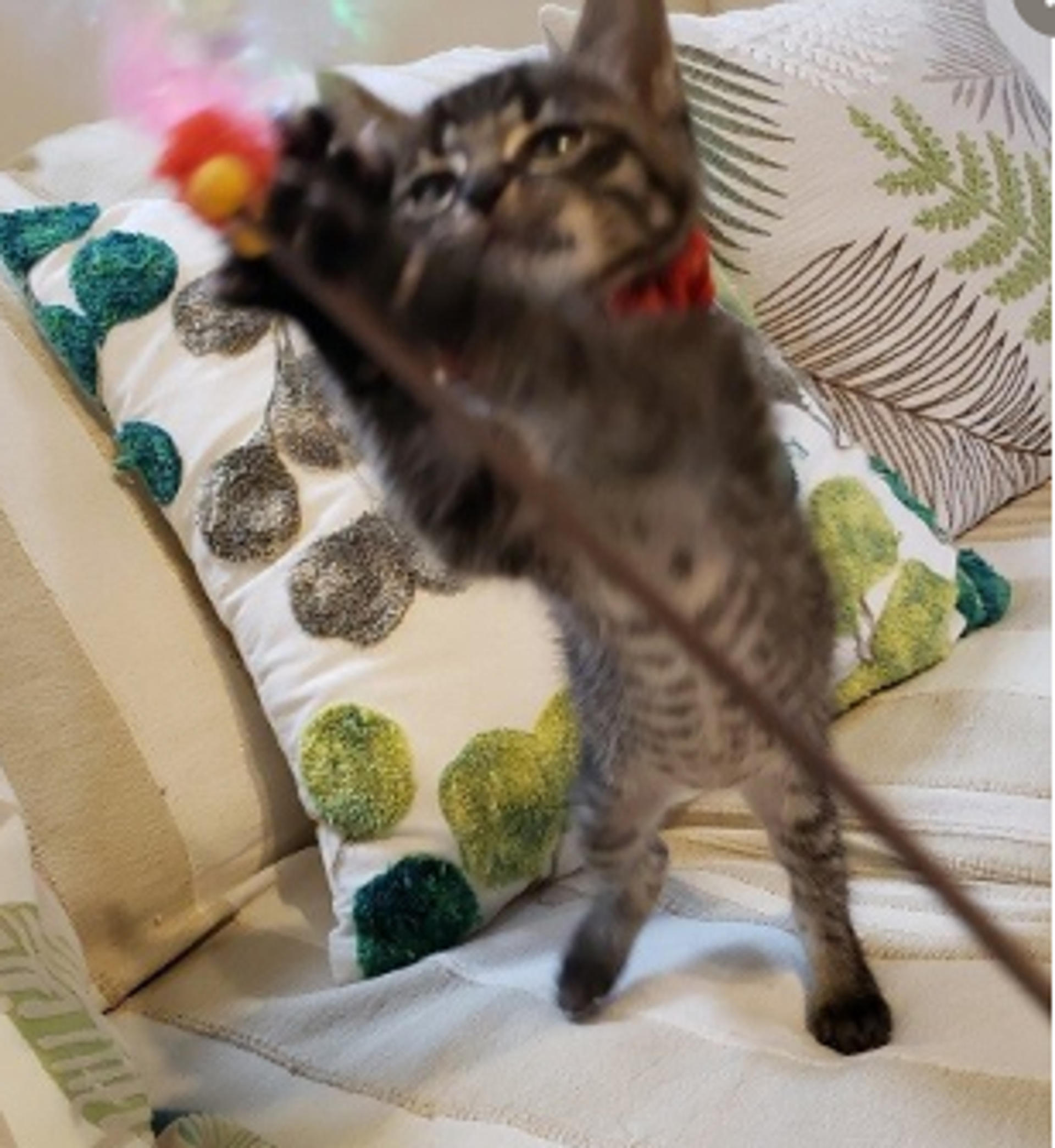 pet-image-6