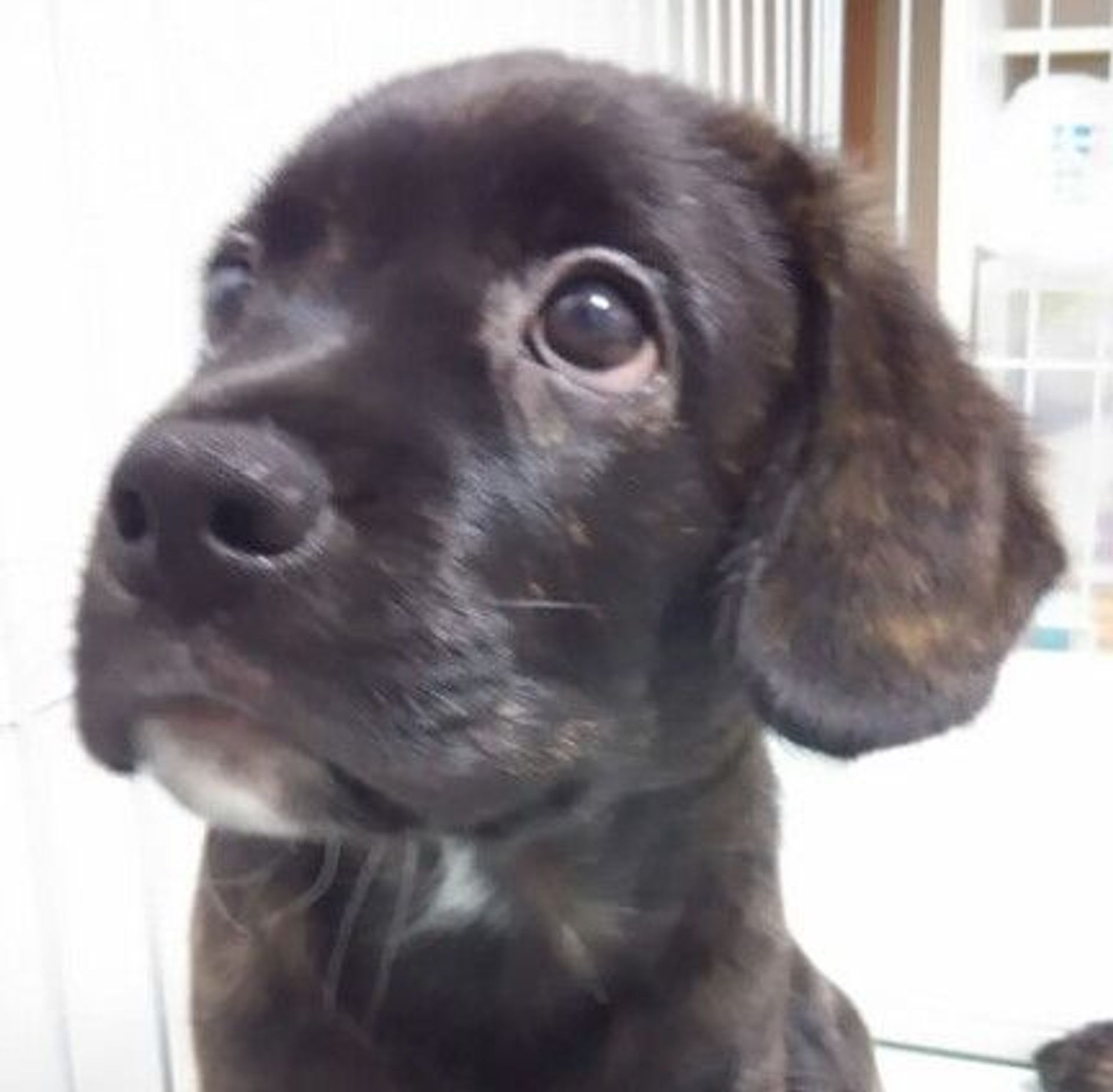 雑種（ミックス犬）・オスの里親募集の写真