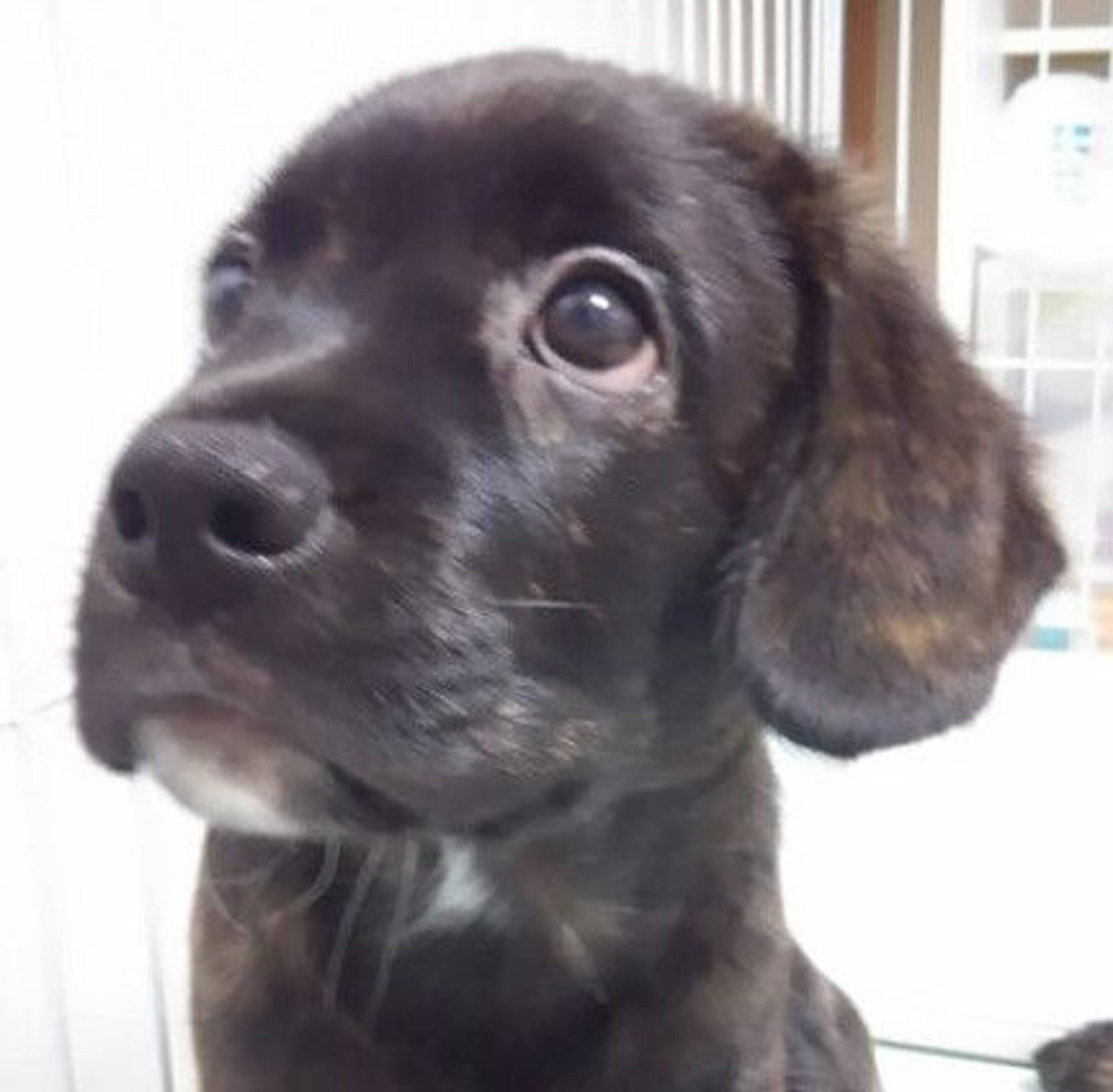 雑種（ミックス犬）・オスの里親募集の写真