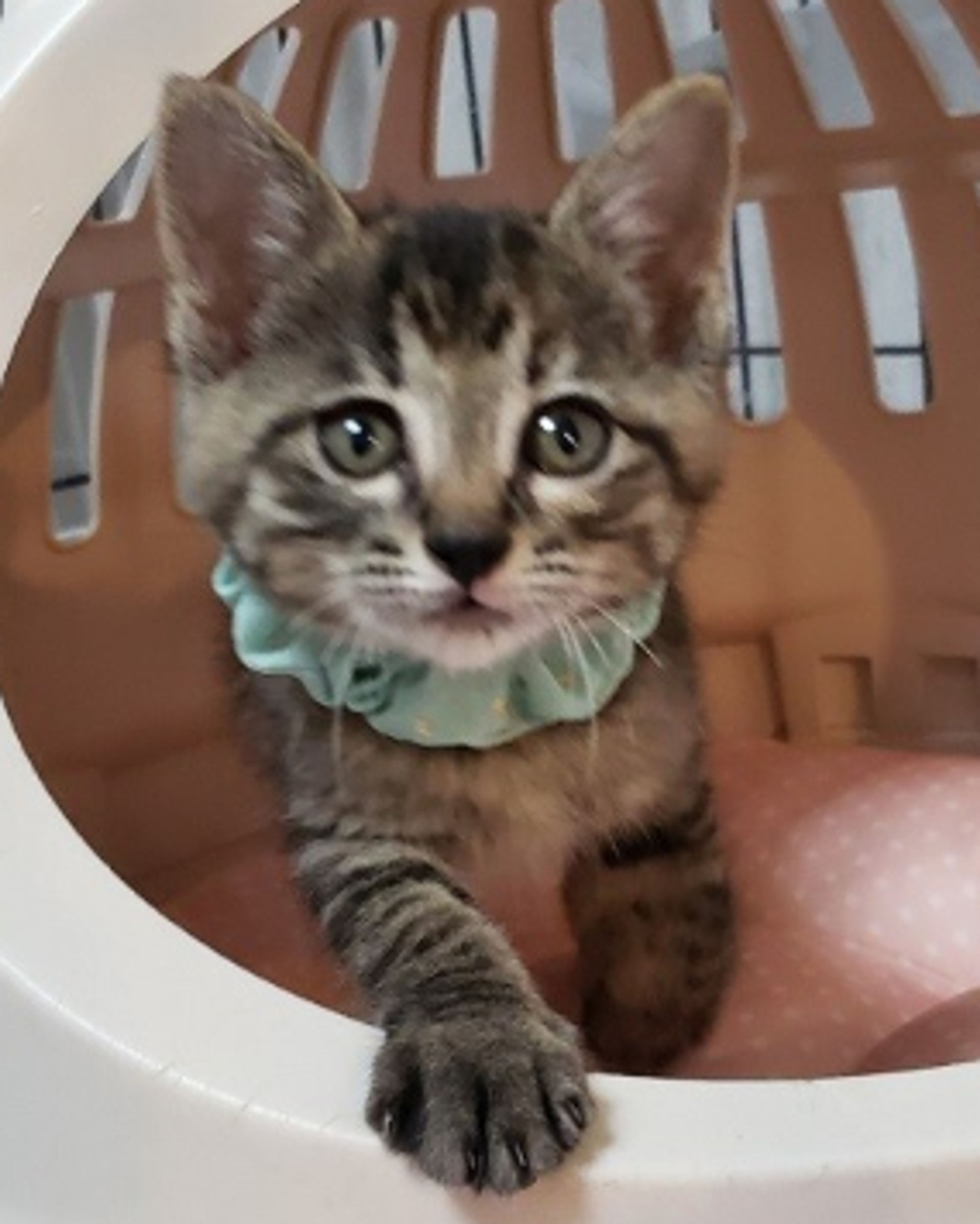 雑種（ミックス猫）・メスの里親募集の写真