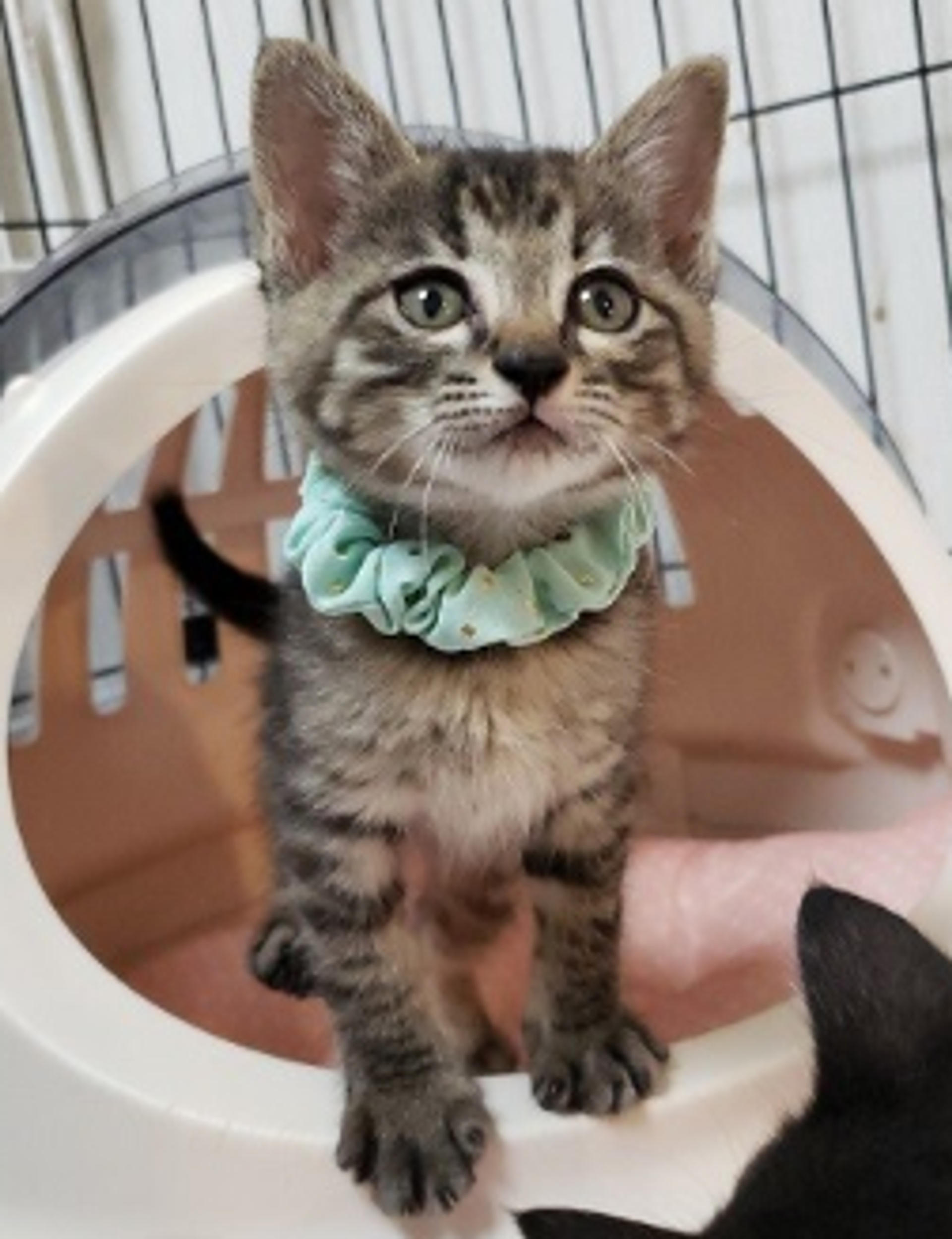 pet-image-3