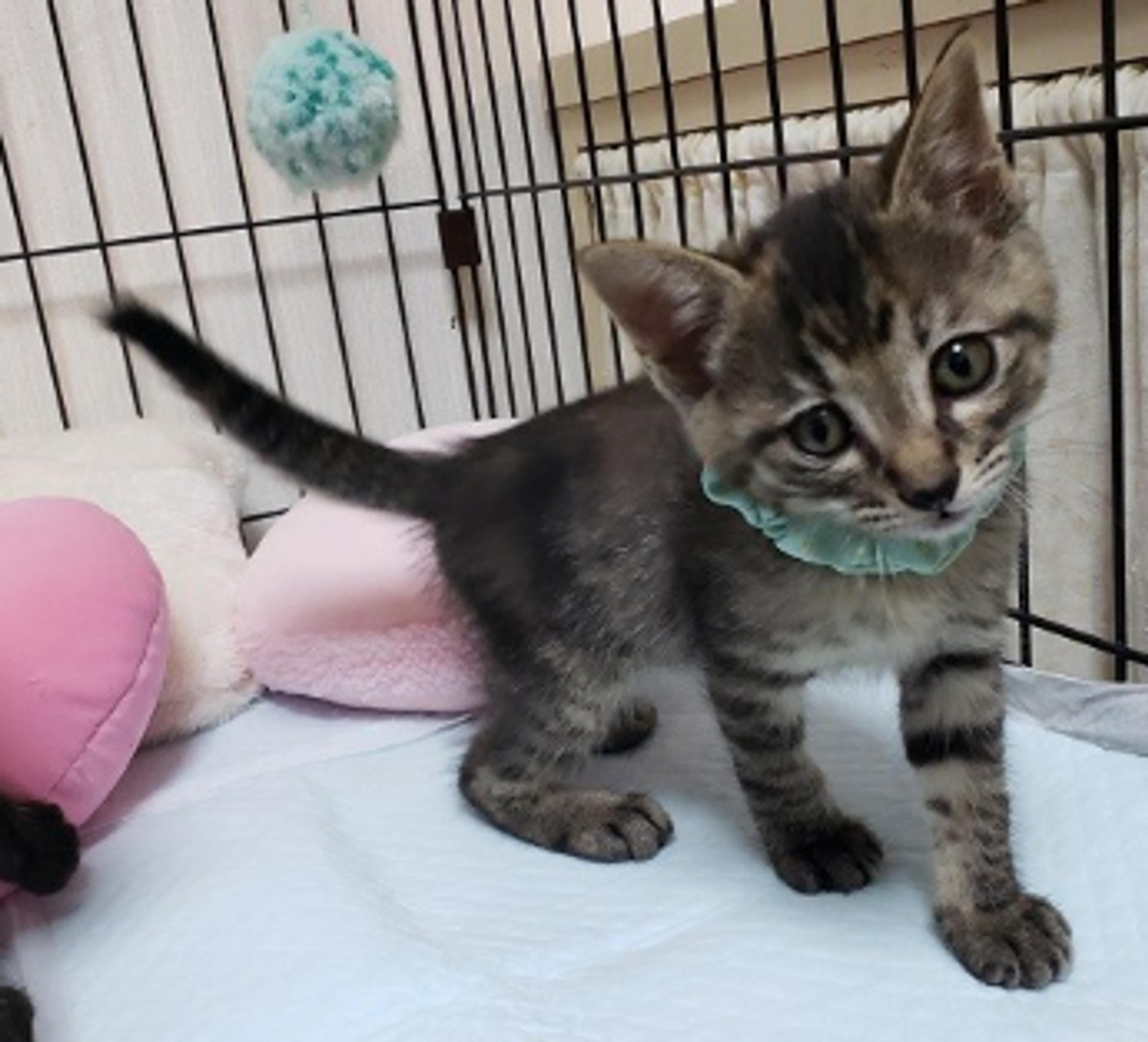 pet-image-4