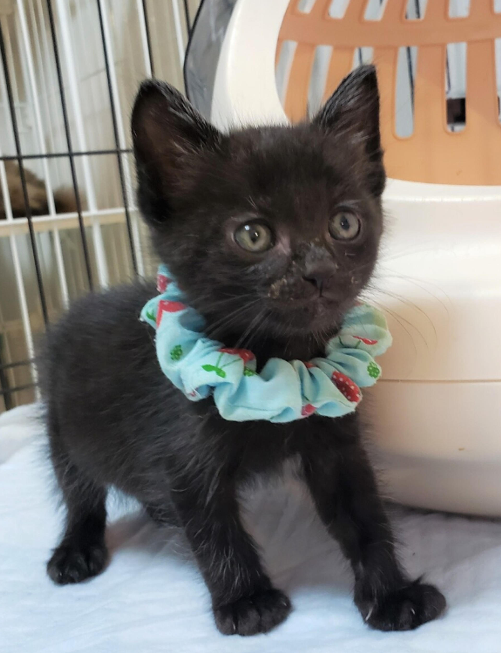 pet-image-2