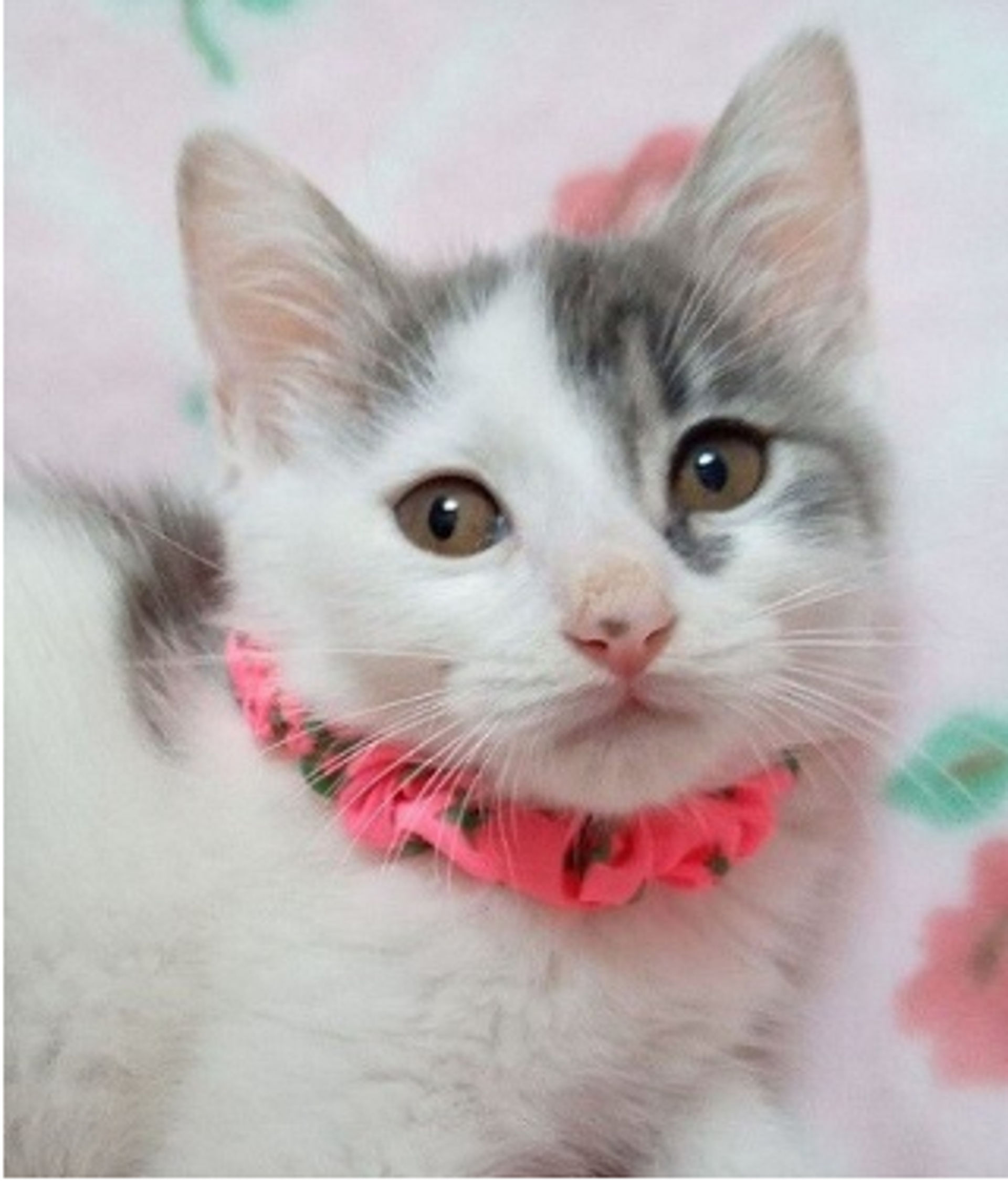 雑種（ミックス猫）・メスの里親募集の写真