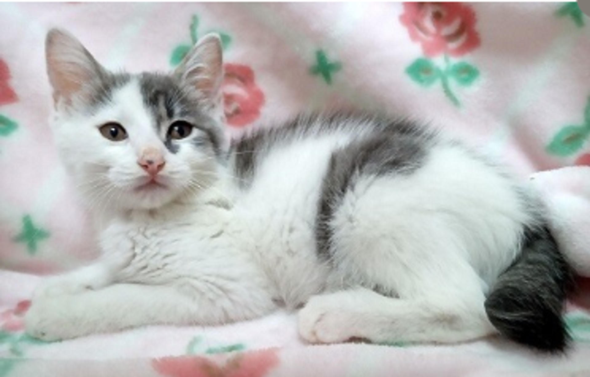 pet-image-3