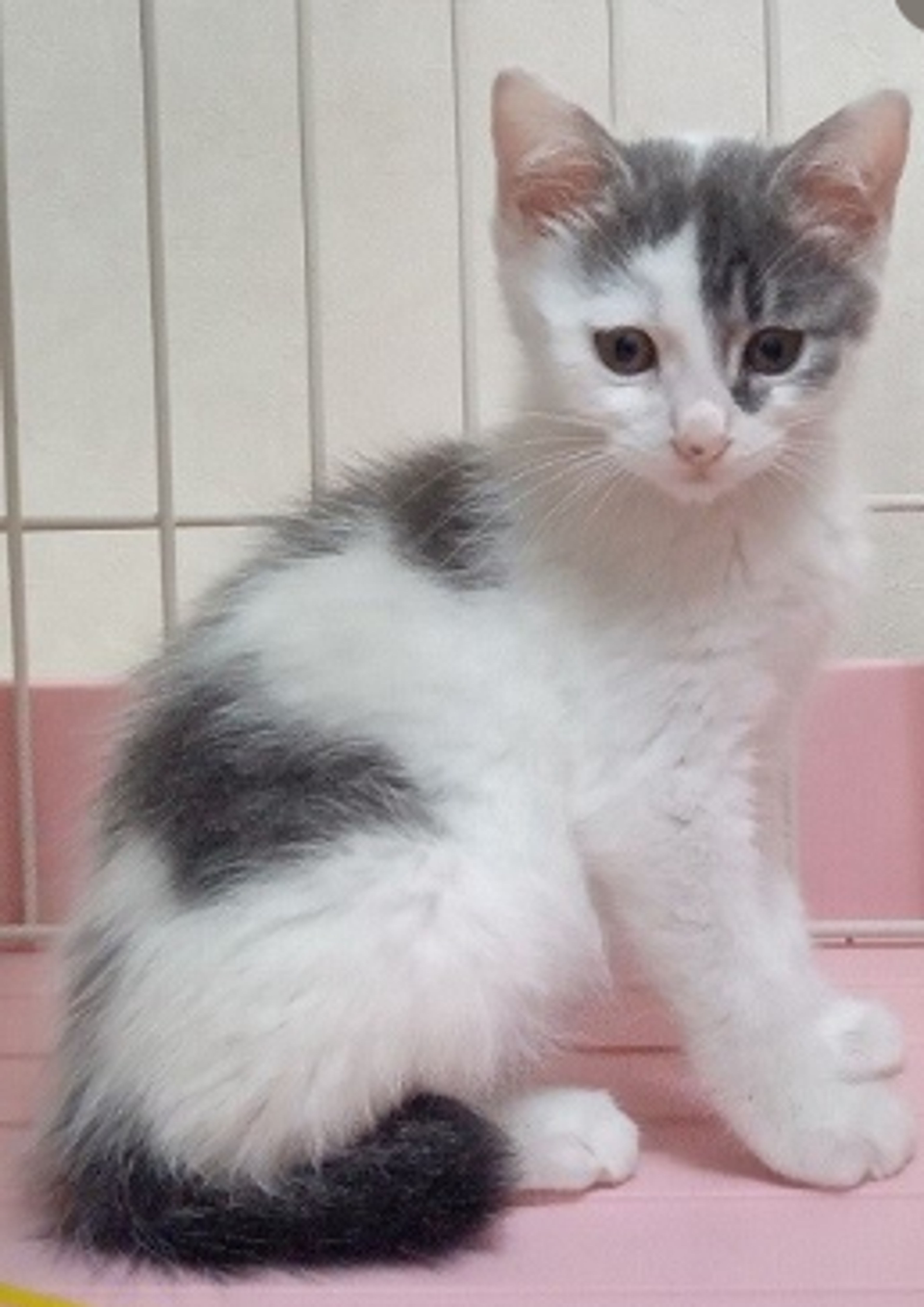 pet-image-5