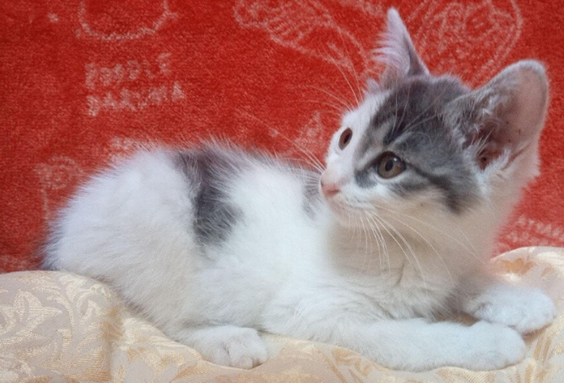 pet-image-6