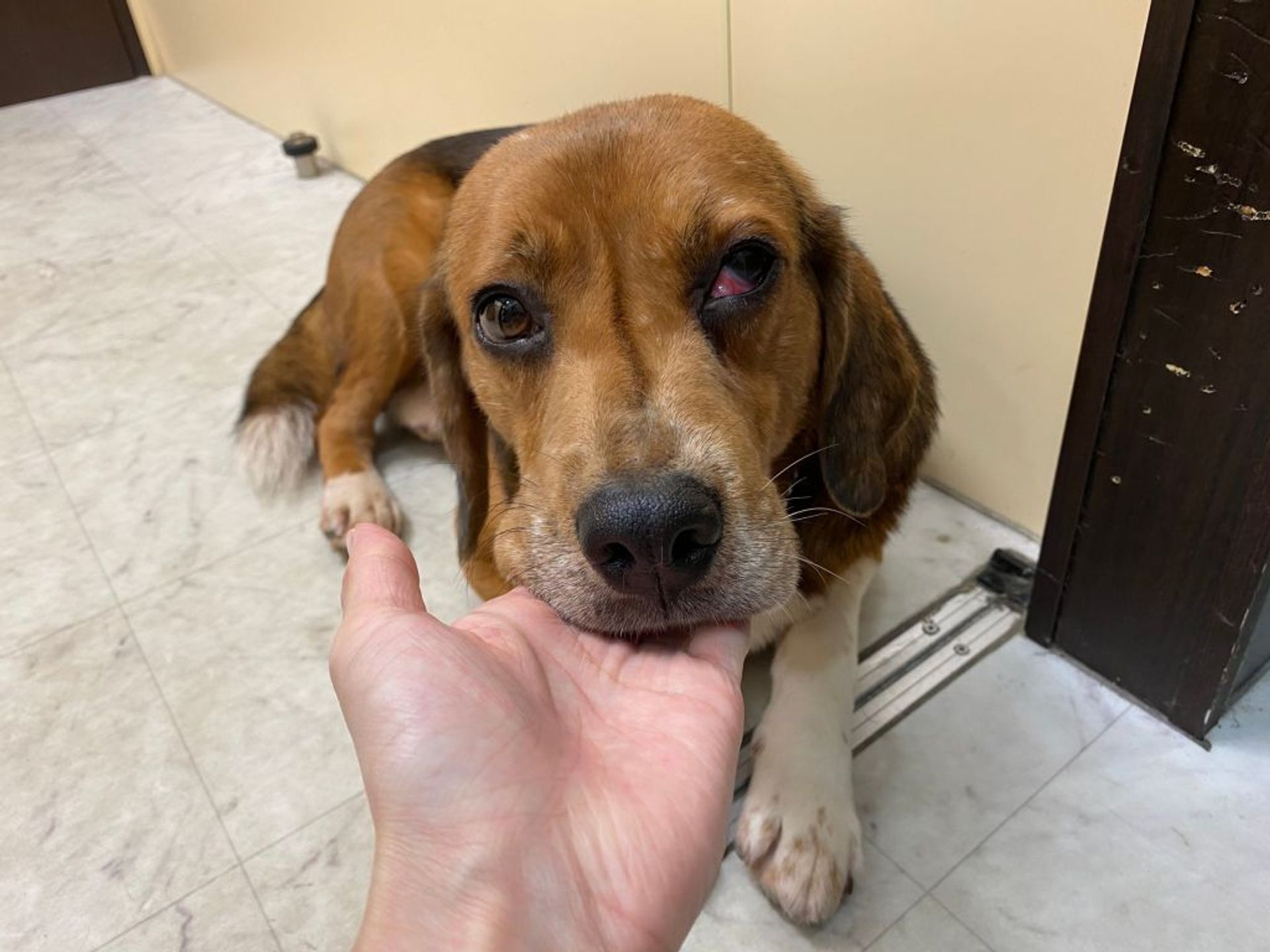 雑種（ミックス犬）・オスの里親募集の写真