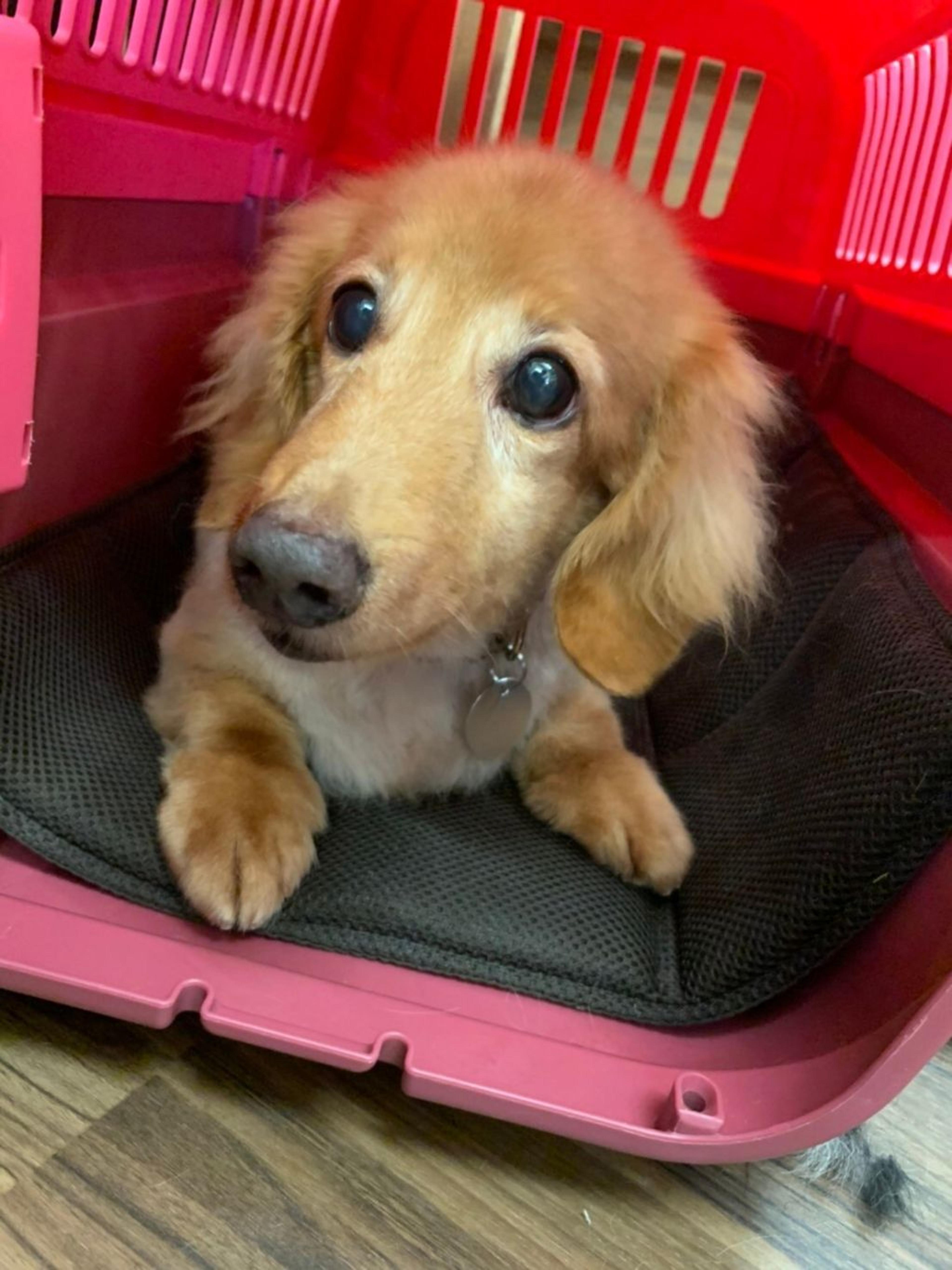 pet-image-2