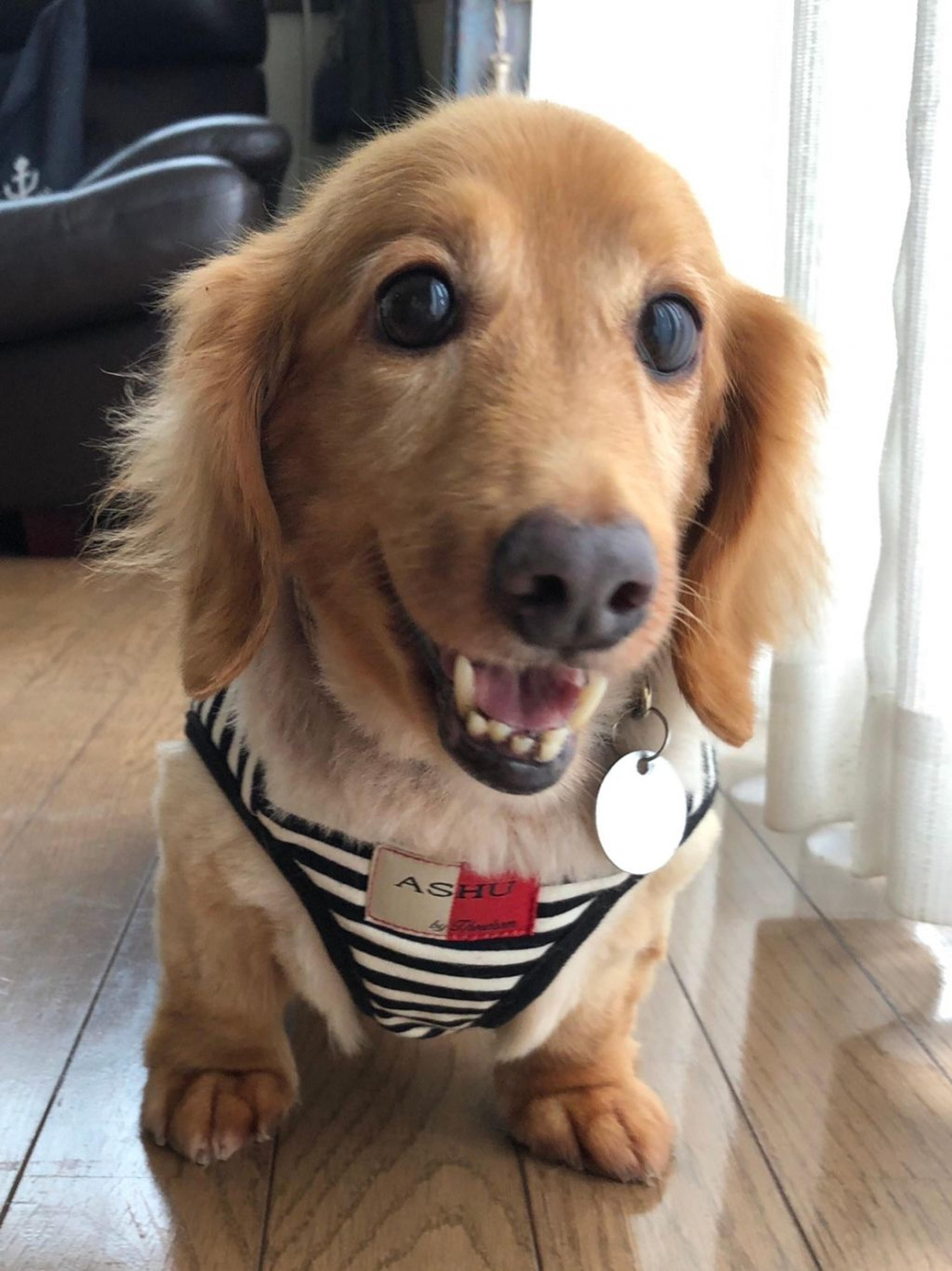 pet-image-3