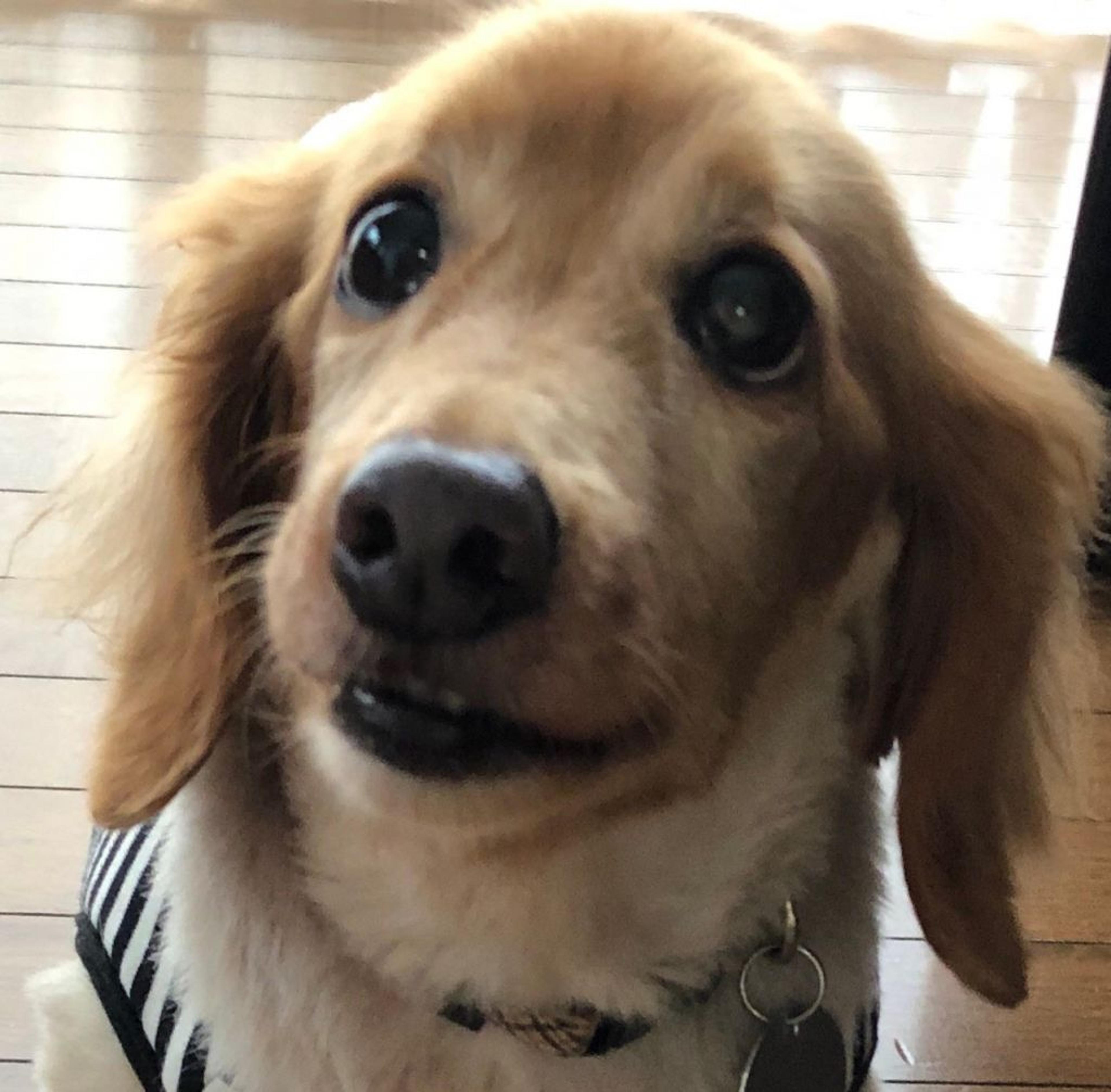 pet-image-4