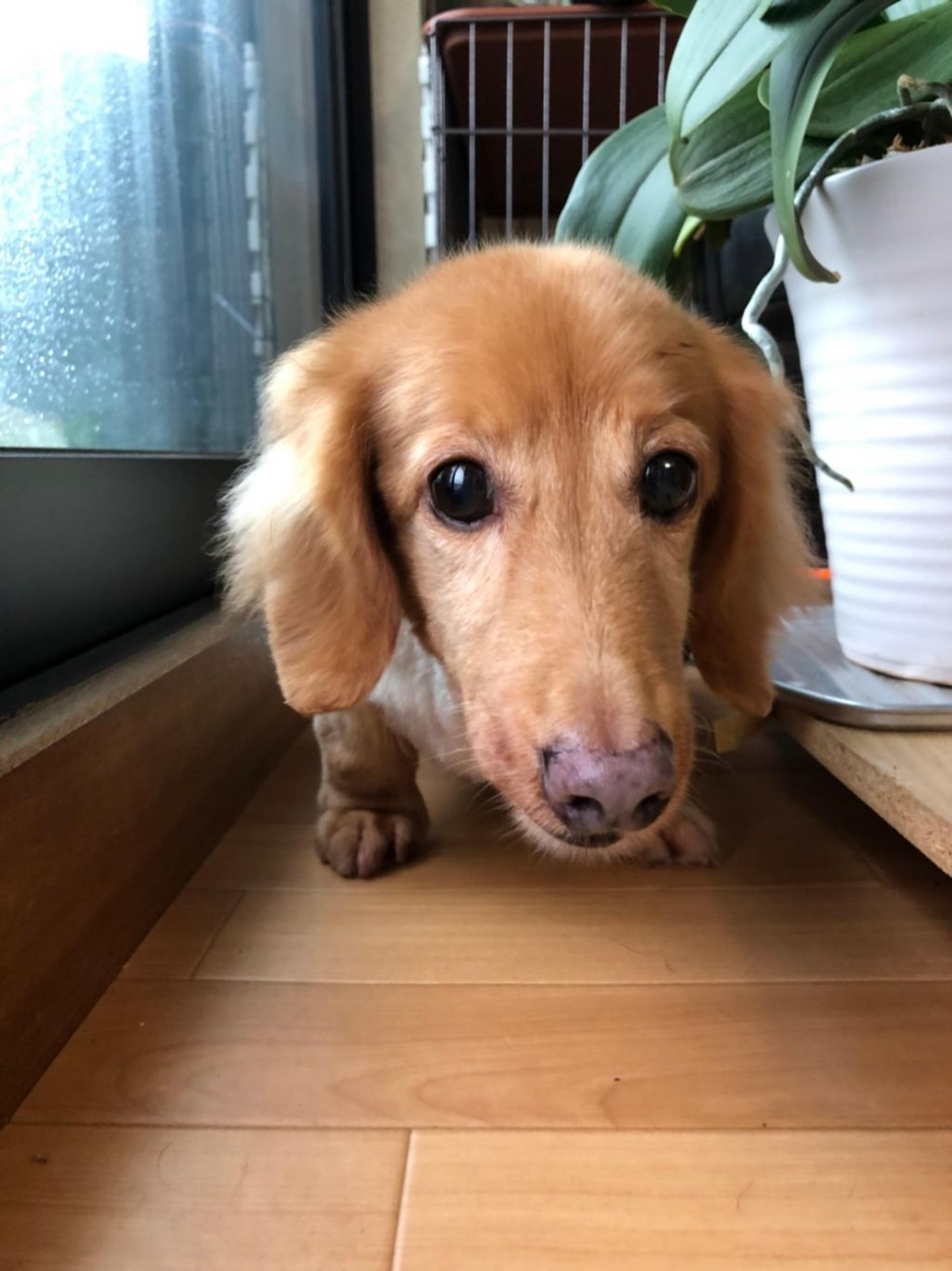 pet-image-5