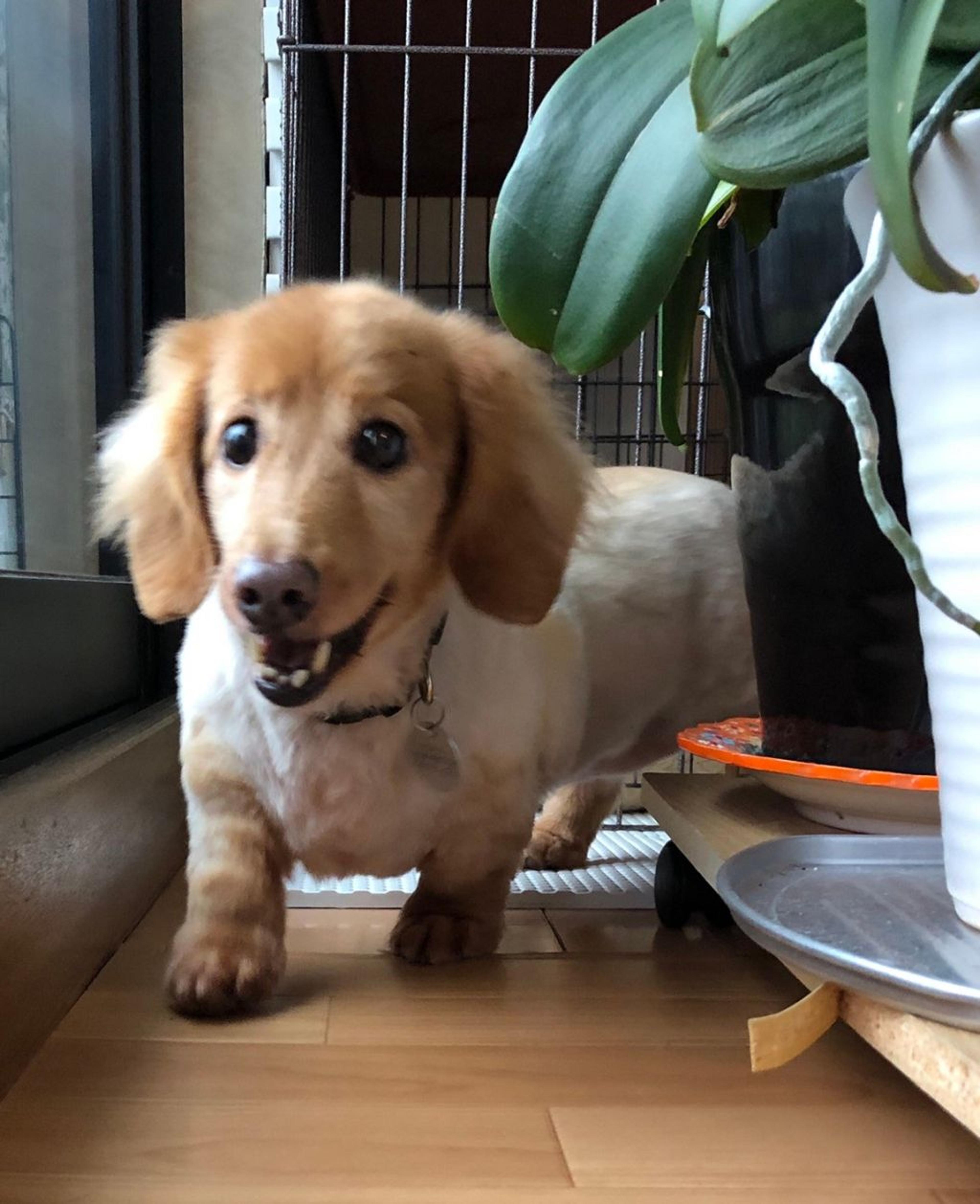 pet-image-6