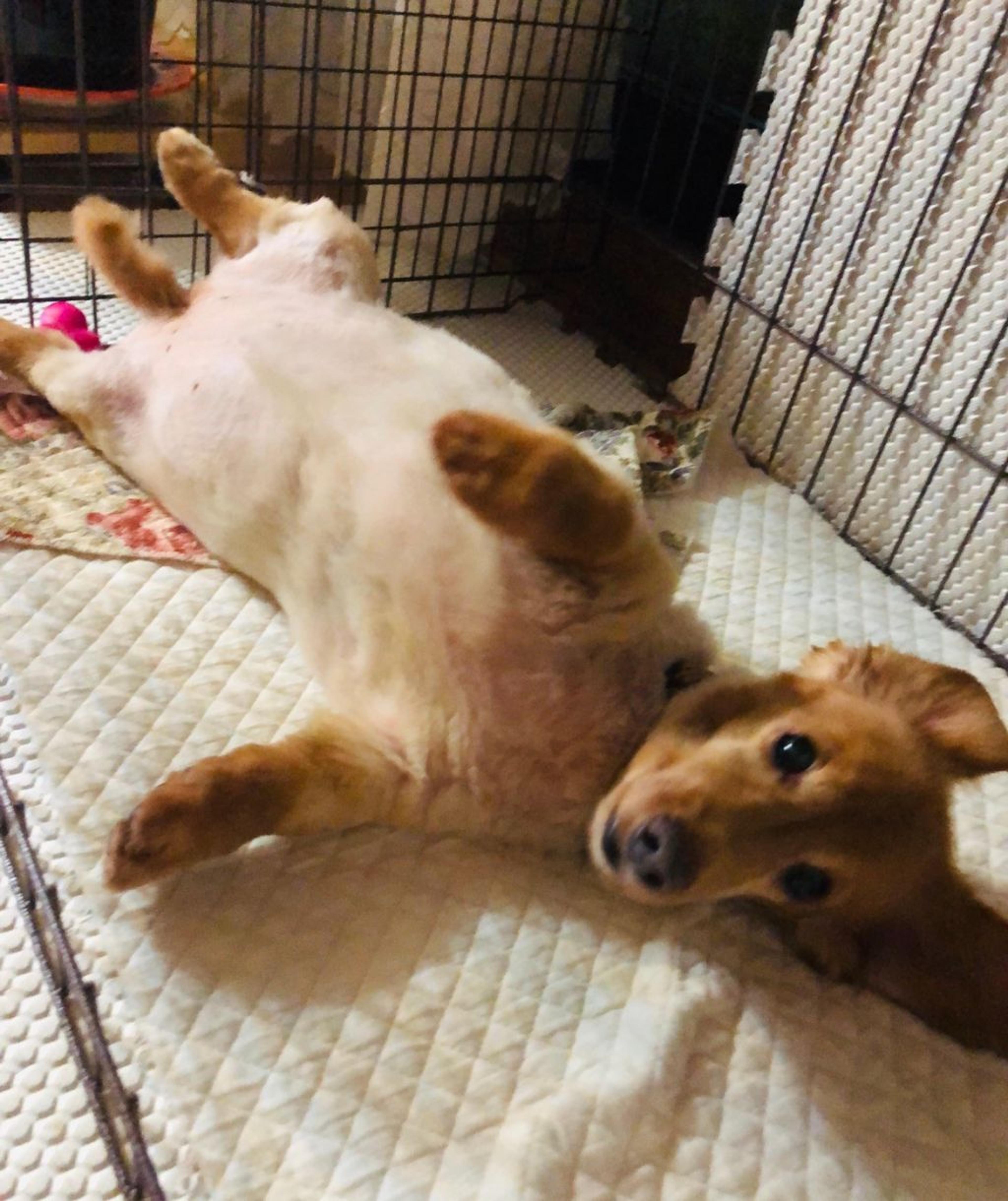 pet-image-7