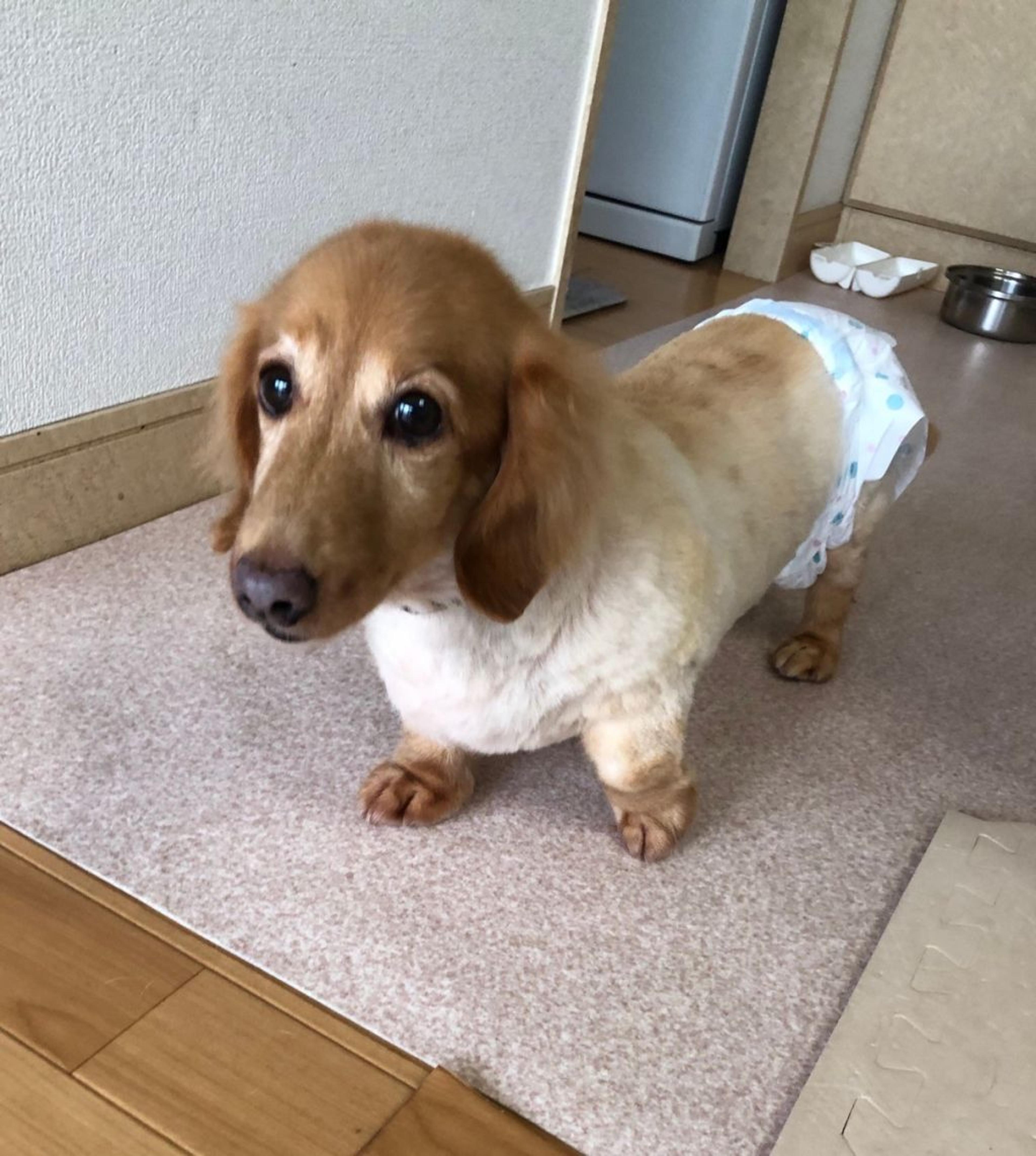 pet-image-8