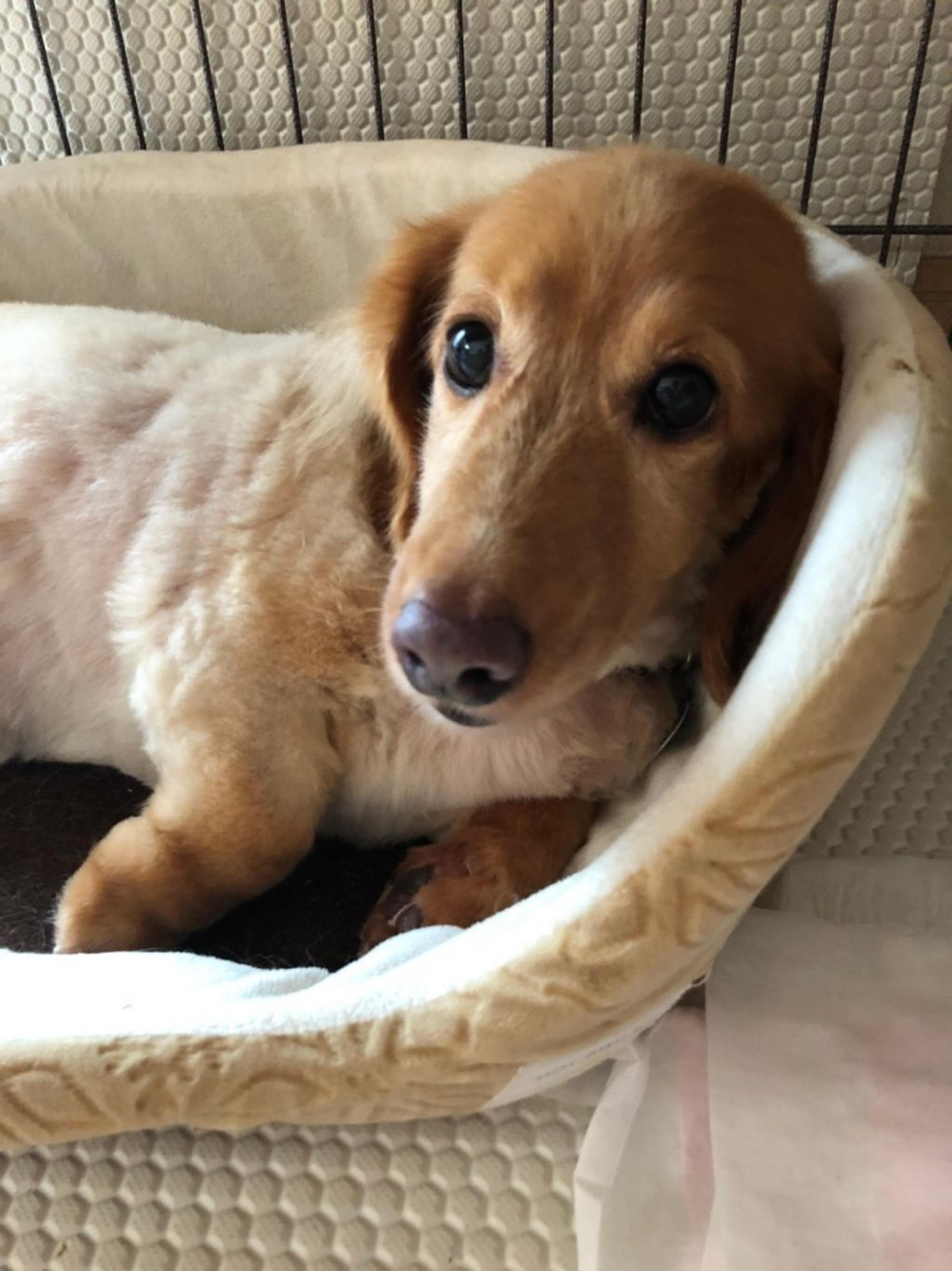 pet-image-9