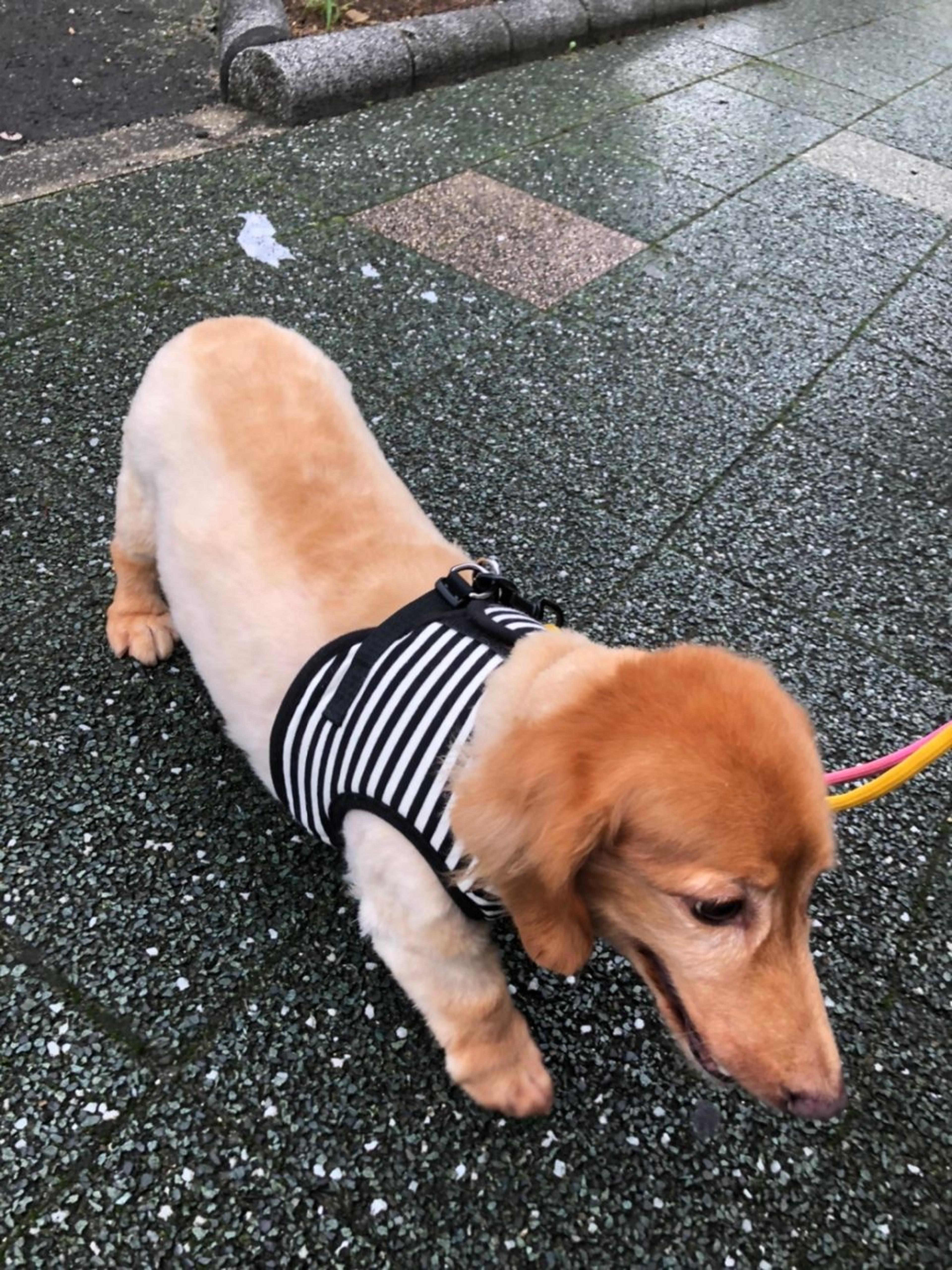 pet-image-10