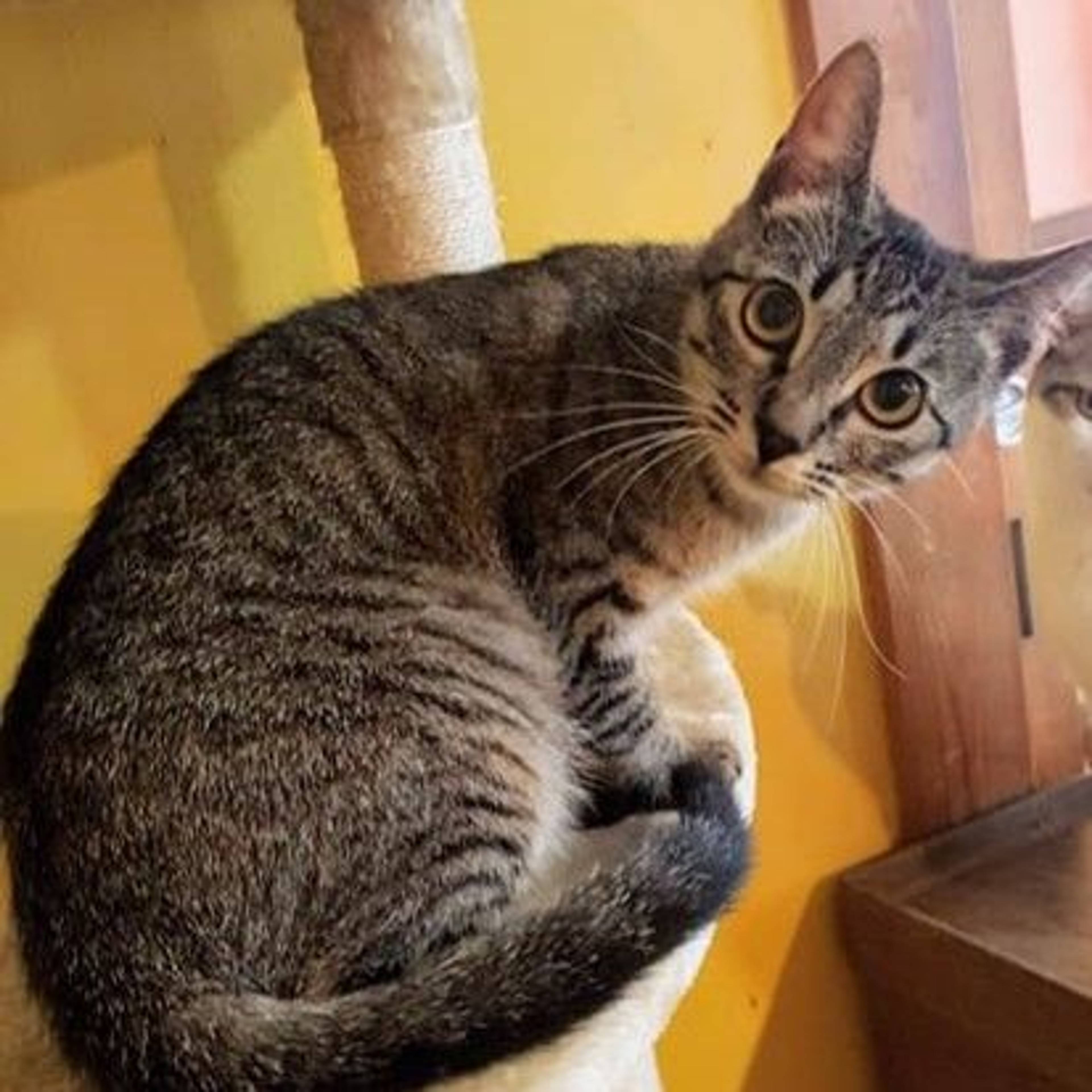 雑種（ミックス猫）・メスの里親募集の写真
