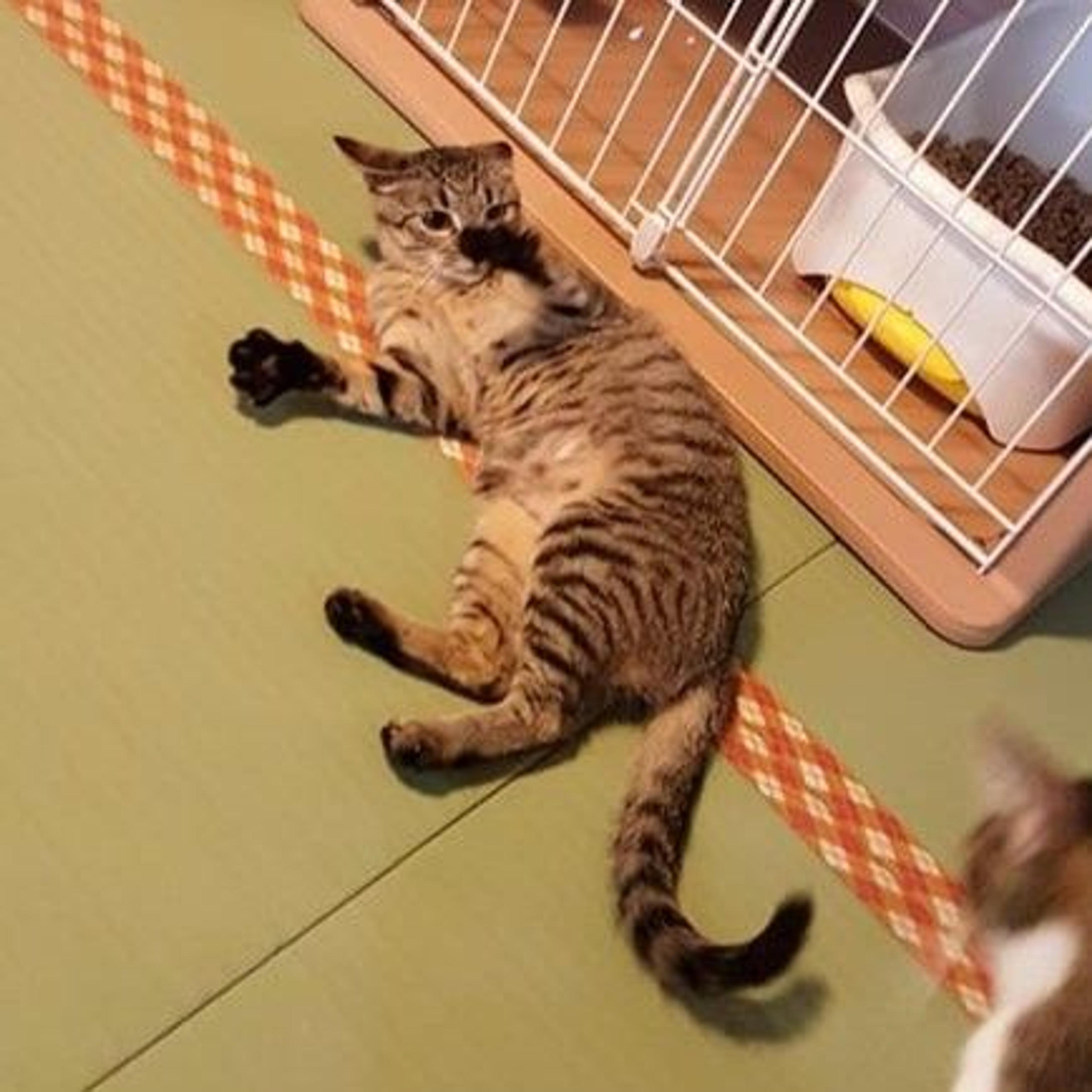 pet-image-2